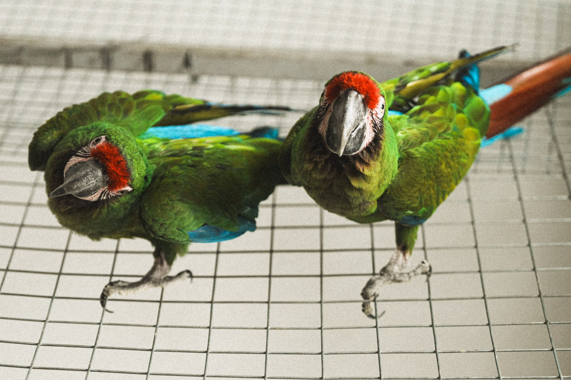 Карельский зоопарк. Zekons. Фото, видео, нейросети