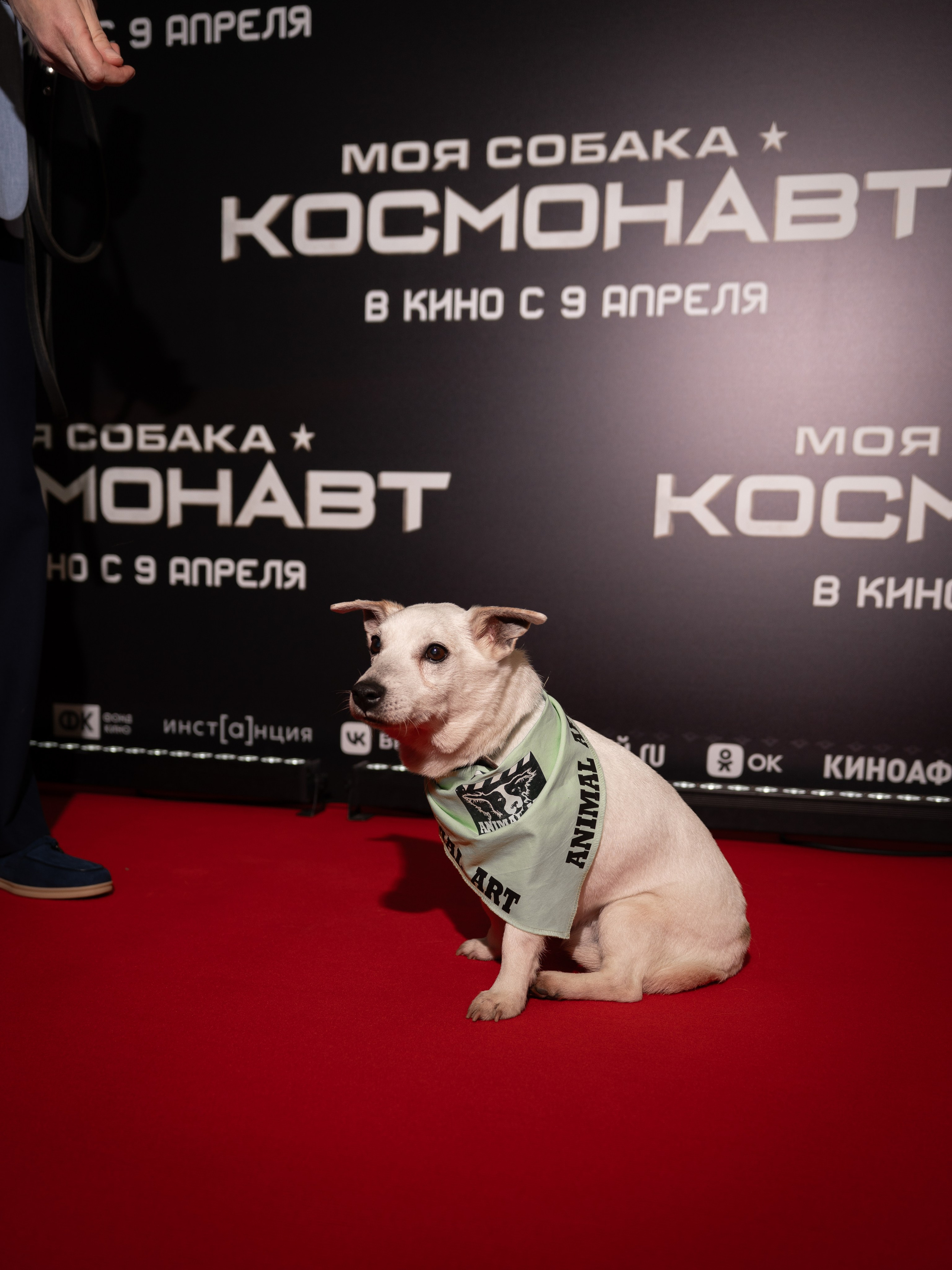 Премьера: Моя собака космонавт. Илья Варин — Фотограф Москва, Тверь