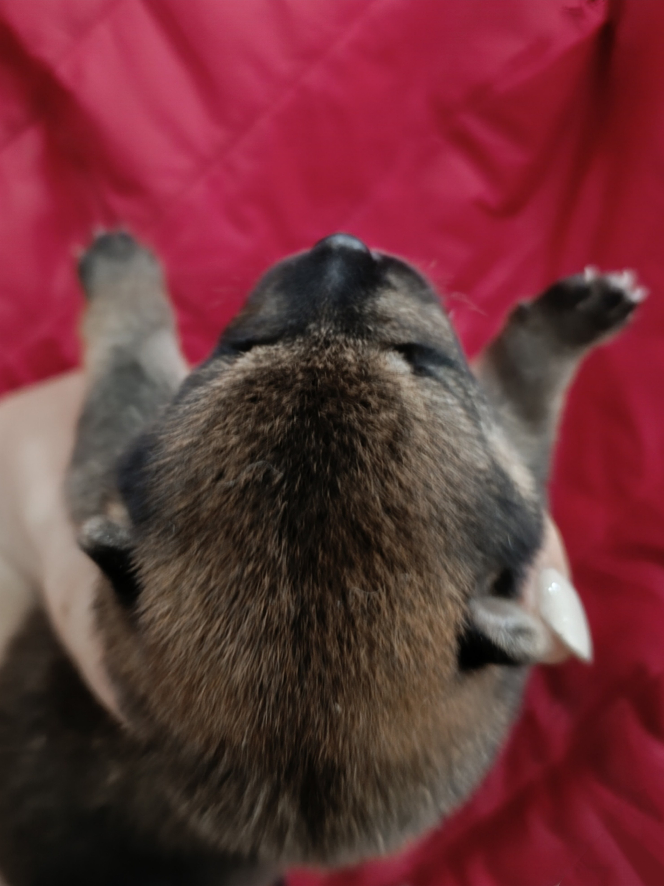 сиба питомник Рубилайт щенки на продажу rubylight  сиба щенки купить СПб Санкт-Петербург 