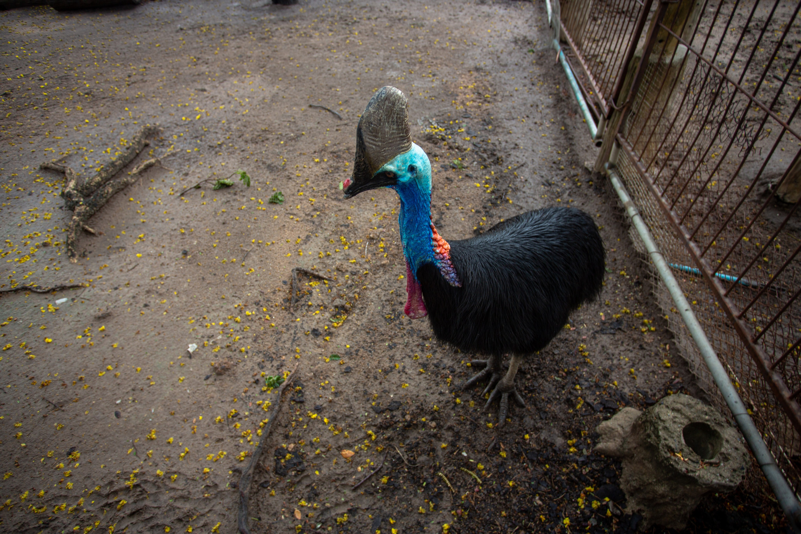 Samut Prakan Crocodile Farm & Zoo. Photographer Sonkina Tatiana (Tanya Ash)
