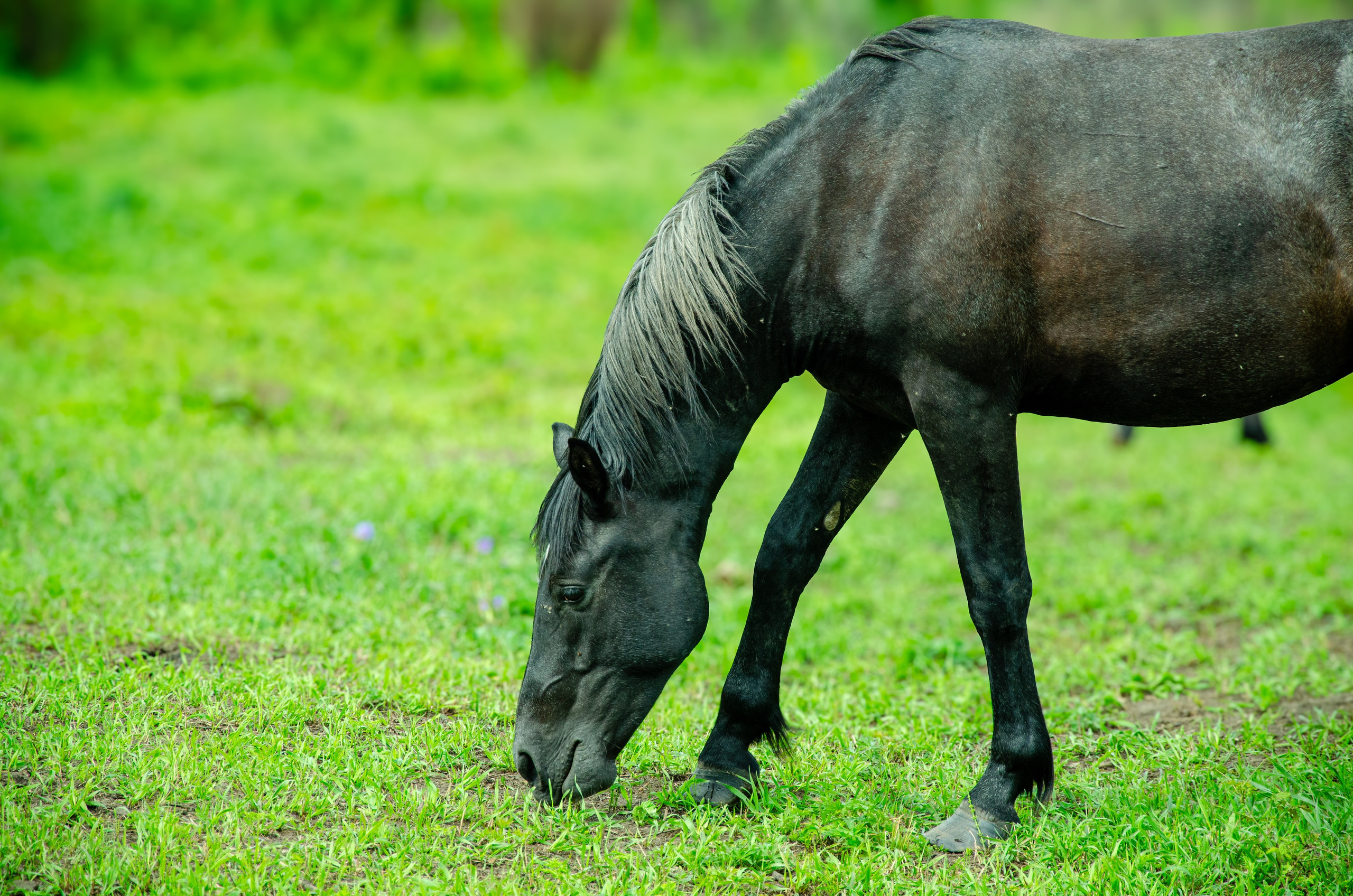 Лошади. Мультифотограф Виктория Лихоманова
