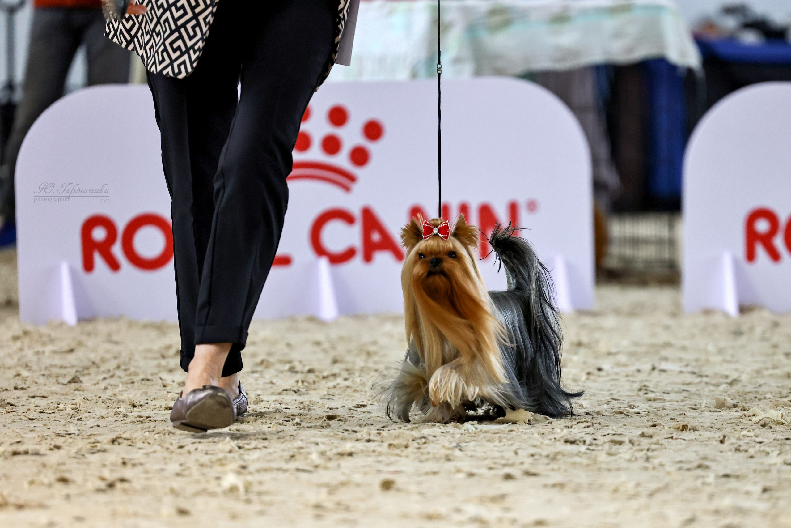 Астана 2хCACIB 26-28.09.2025. Фотограф-анималист Юлия Германика