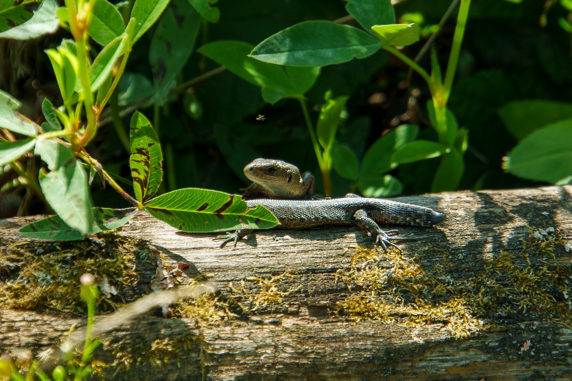 Животные. Ваш личный фотограф Марина Волкова