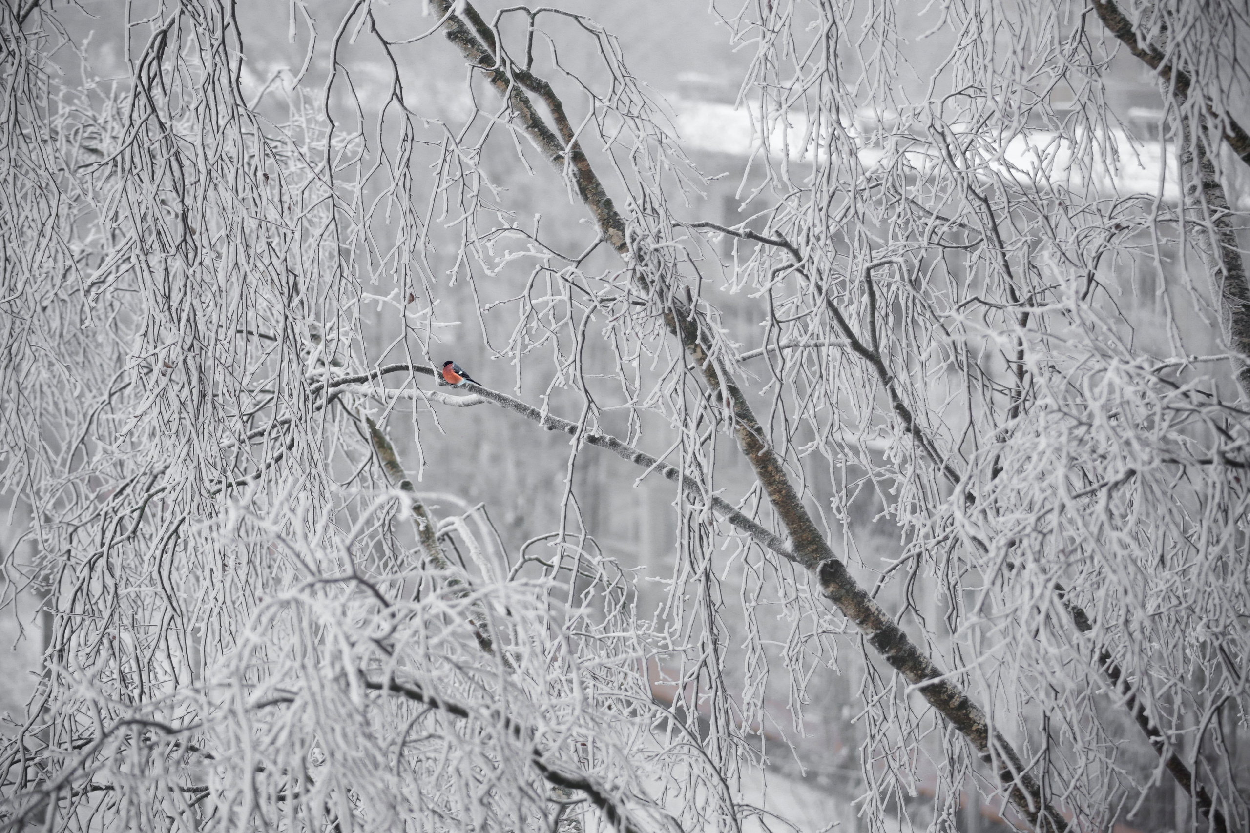 Зима. Костюмер, художник кино и телевидения в спб