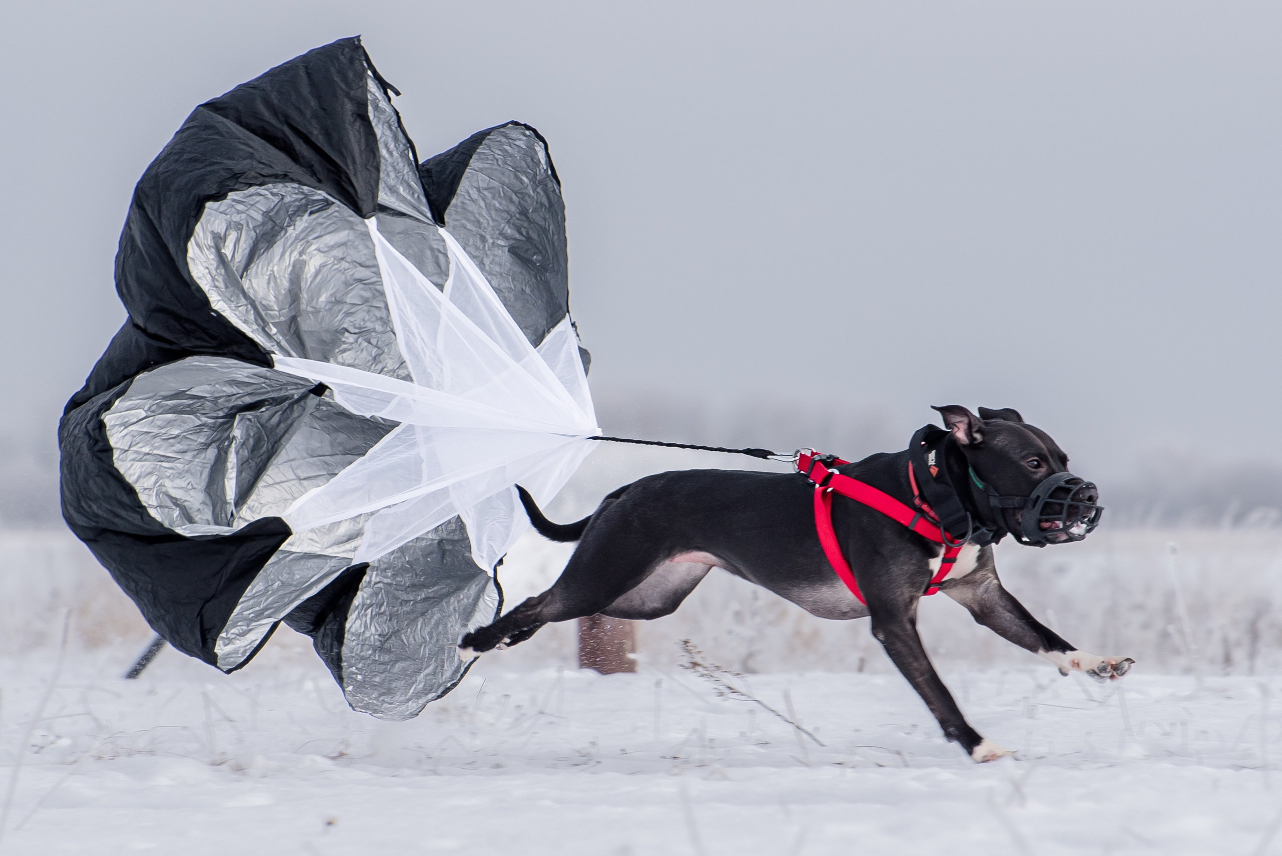 Фотографии с Бега за механической приманкой команды «Kiborg Sport». Фотограф Макс Огурцов в Нижнем Новгороде