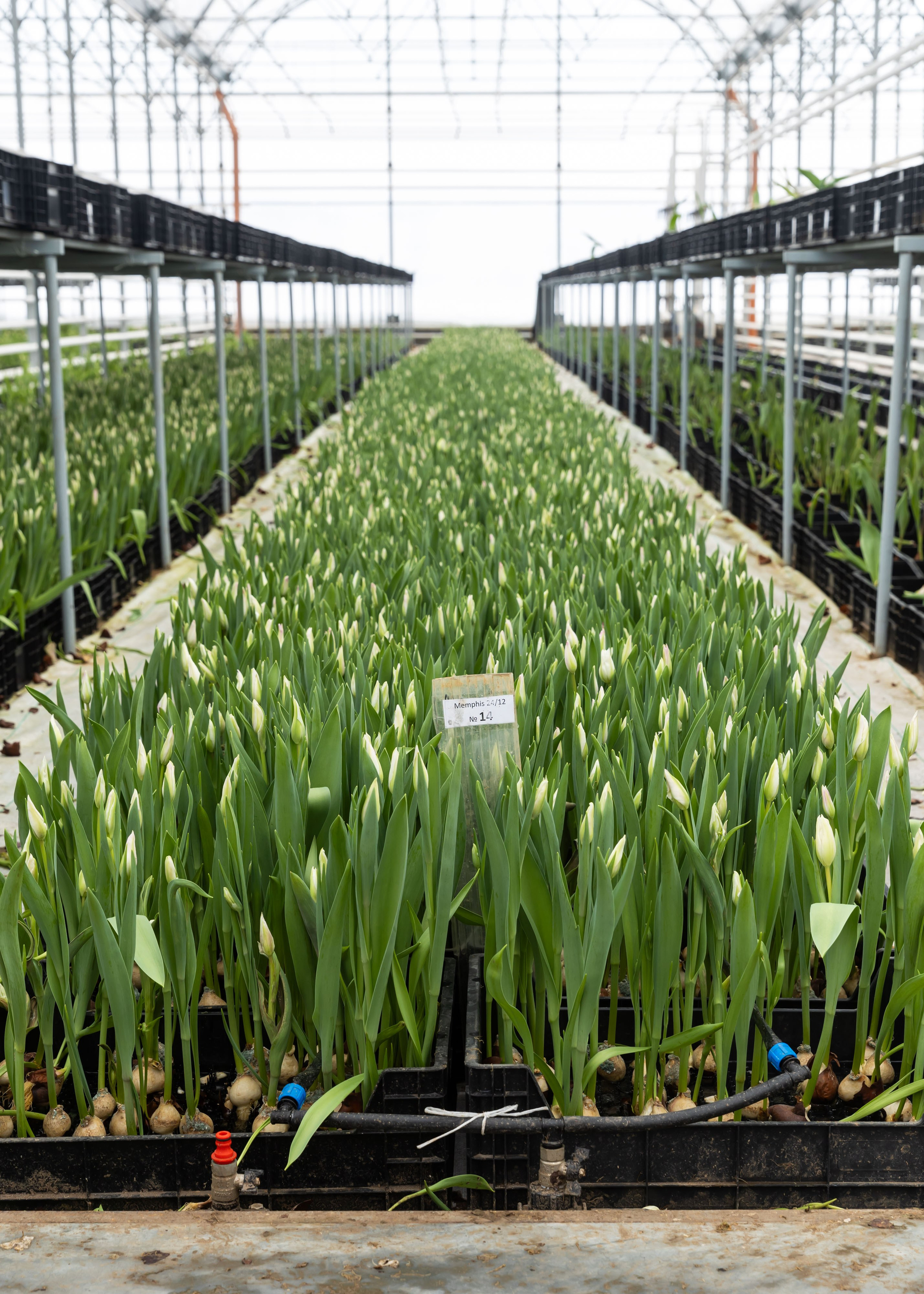 26.02.2026 Цветополис. ФОТОГРАФ ВИНОГРАДОВА ДАРЬЯ