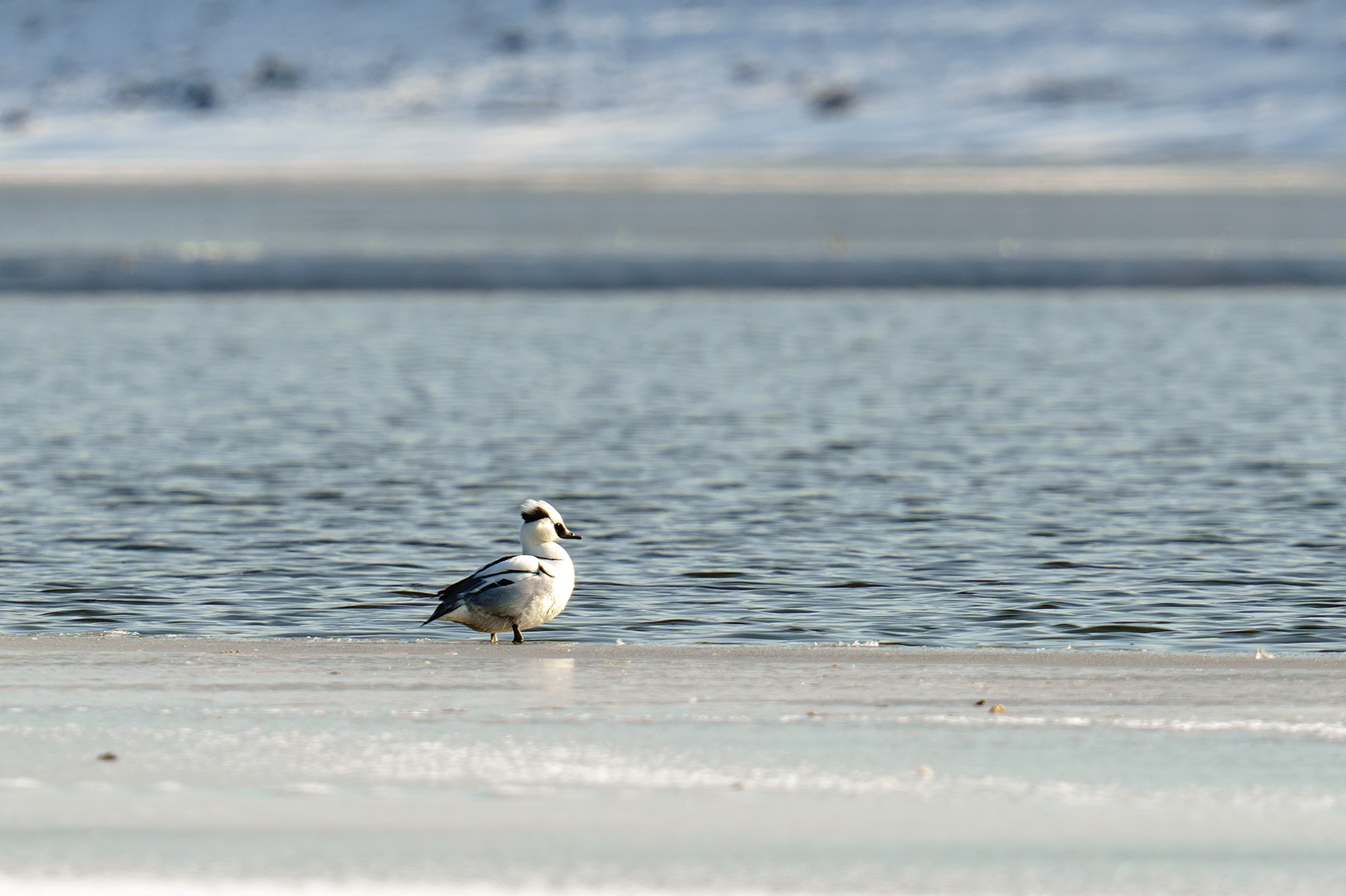 Удивительные мир птиц. Вокруг нас столько прекрасного — присмотритесь!. Ваш личный фотограф Марина Волкова
