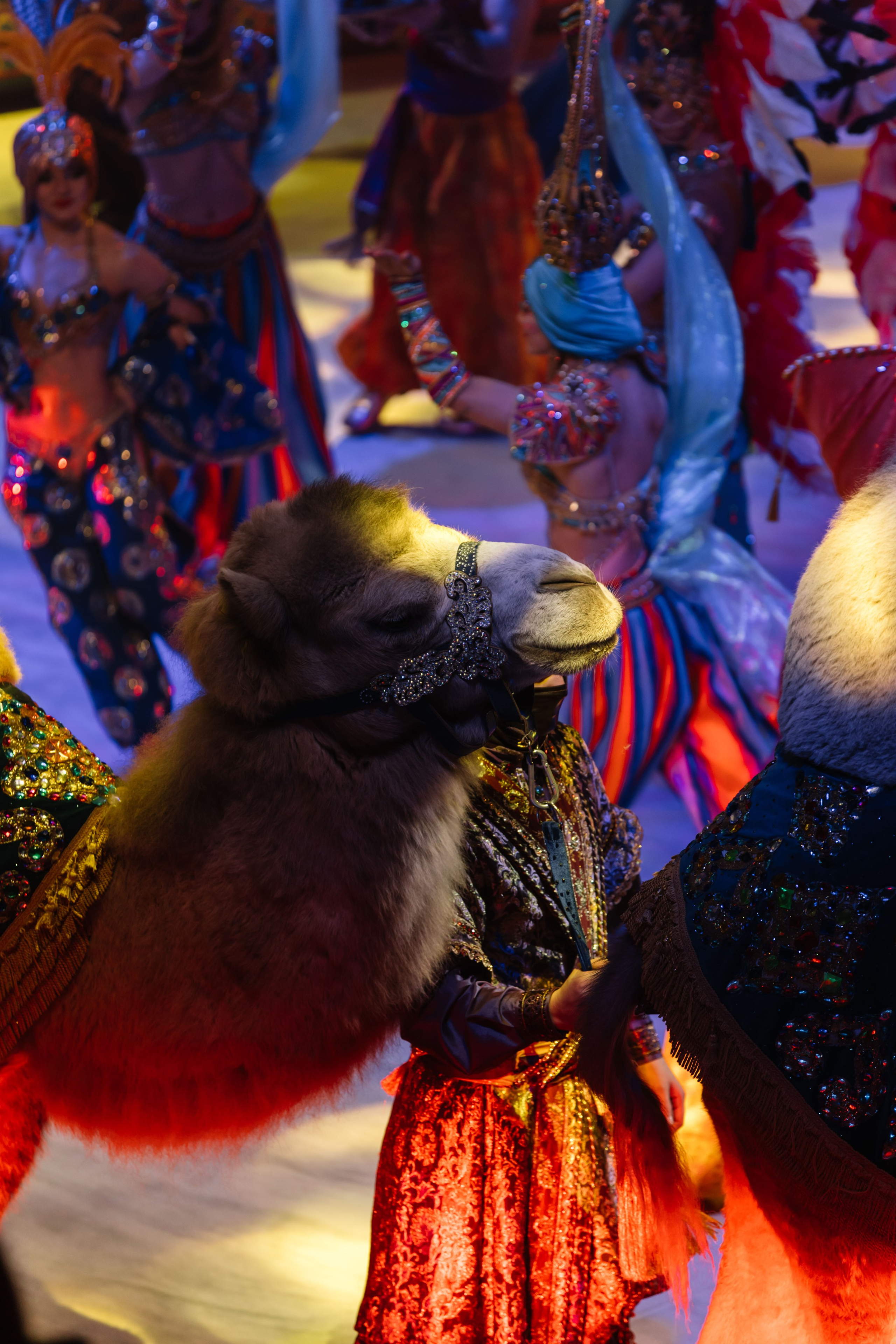 Королевский цирк Гии Эрадзе. Свадебный и семейный фотограф в Перми Лилия Гатауллина