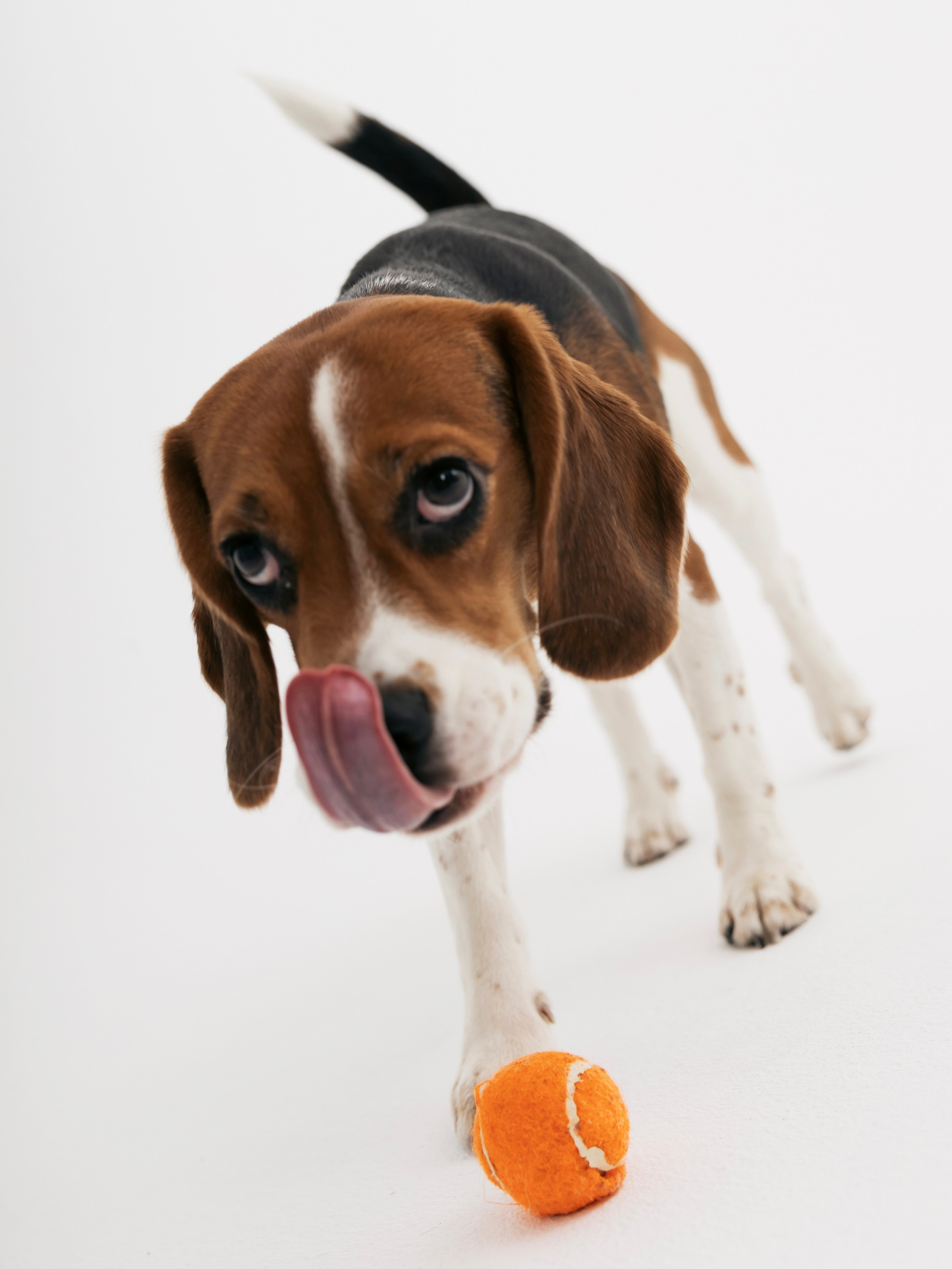 Биглемания. DRIPSTOCK MAG