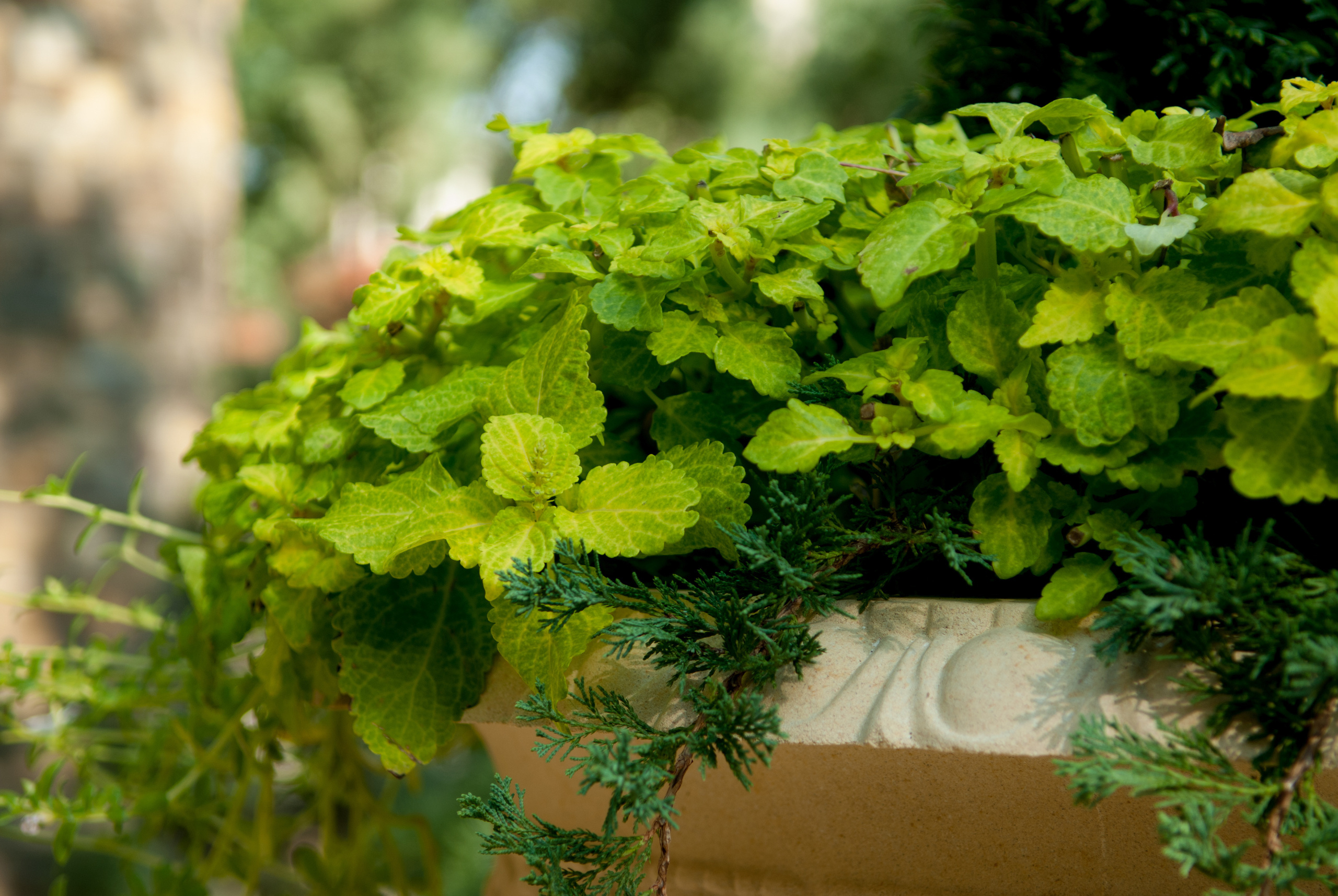 семейный фотограф новороссийск, семейная фотосессия новороссийск, фотосессия в абрау, семейный фотограф в новороссийске,семейный и детский фотограф в новороссийске, семейная фотосессия в новороссийске,  детская фотосессия в новороссийске, фотограф новороссийск, абрау-дюрсо, геленджик, анапа,
фотограф на свадьбу в Новороссийске, свадебный фотограф Новороссийск, семейный фотограф Новороссийск,  свадебная фотосессия в Новороссийске, фото невесты, фото жениха, фотомолодых, фотосессия в ЗАГСе Новороссийска, фотосессия церемонии, свадебная фотосессия на прогулке , фотопрогулка в Новороссийске, невеста, жених, букет невесты, платье невесты, гости на свадьбе, студийная фотосессия в новороссийске, портретная фотосъёмка новороссийск