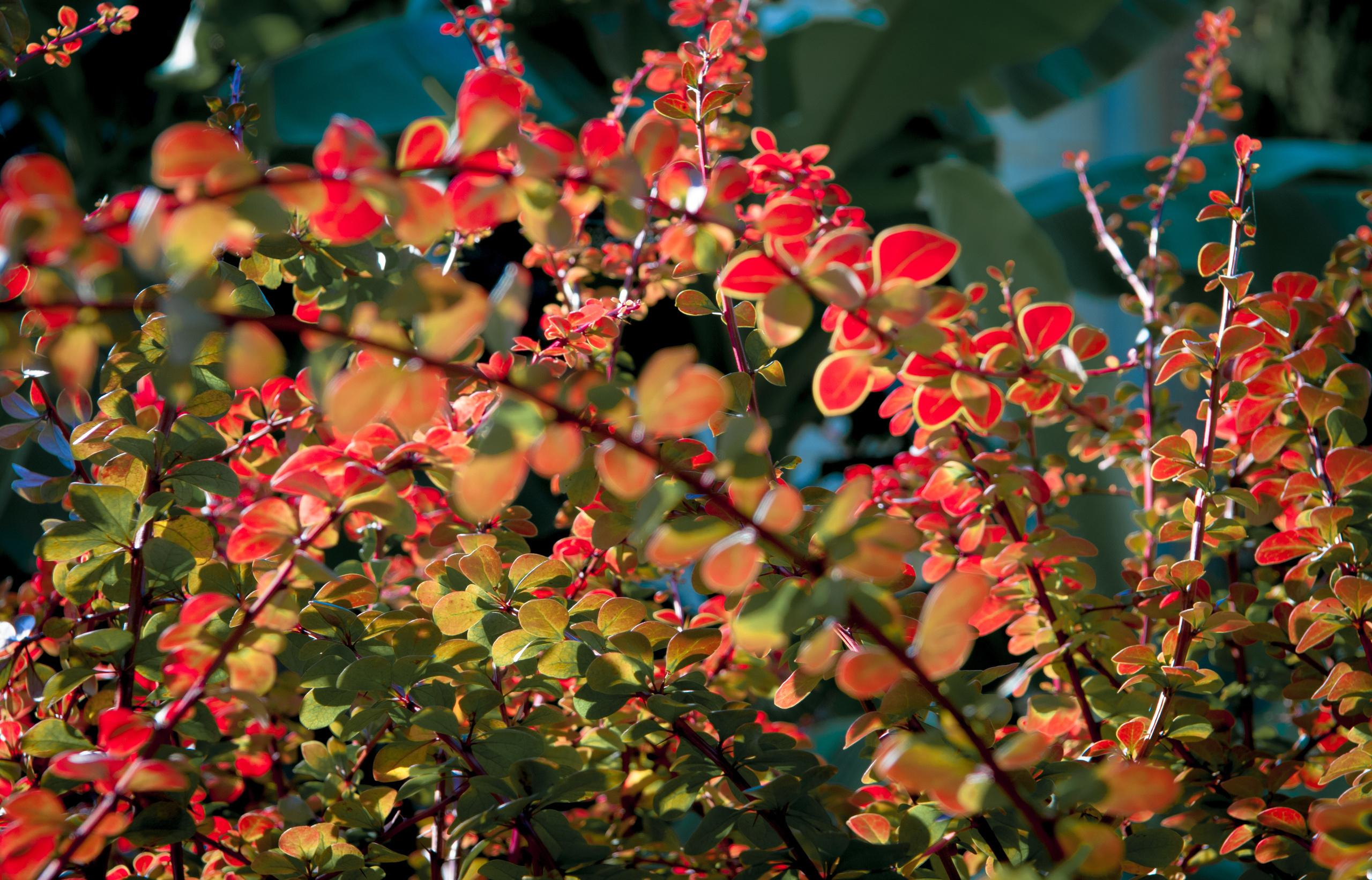 семейный фотограф новороссийск, семейная фотосессия новороссийск, фотосессия в абрау, семейный фотограф в новороссийске,семейный и детский фотограф в новороссийске, семейная фотосессия в новороссийске,  детская фотосессия в новороссийске, фотограф новороссийск, абрау-дюрсо, геленджик, анапа,
фотограф на свадьбу в Новороссийске, свадебный фотограф Новороссийск, семейный фотограф Новороссийск,  свадебная фотосессия в Новороссийске, фото невесты, фото жениха, фотомолодых, фотосессия в ЗАГСе Новороссийска, фотосессия церемонии, свадебная фотосессия на прогулке , фотопрогулка в Новороссийске, невеста, жених, букет невесты, платье невесты, гости на свадьбе, студийная фотосессия в новороссийске, портретная фотосъёмка новороссийск