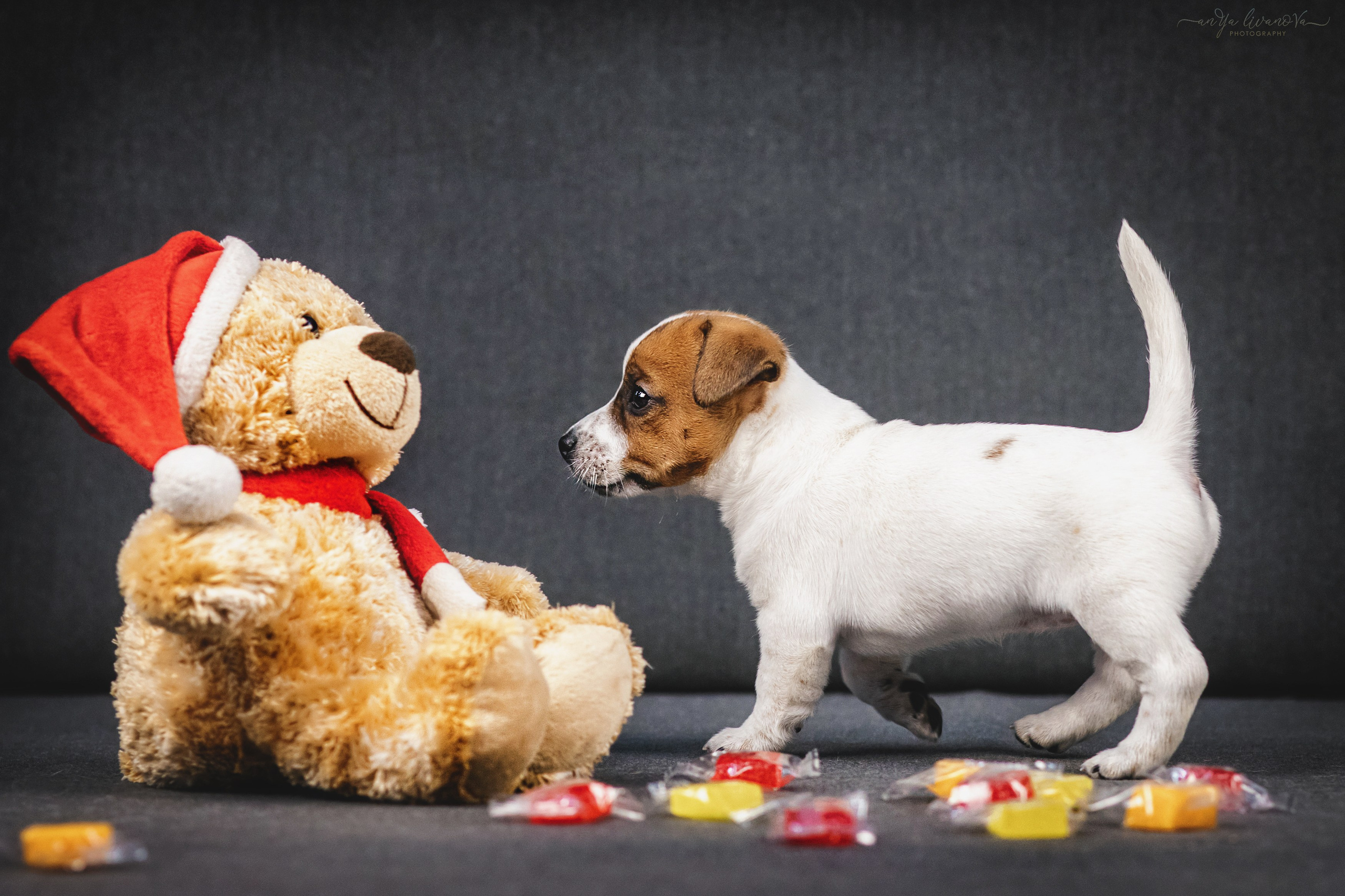 Джеки. Фотограф анималист Аня Ливанова | Рыбинск