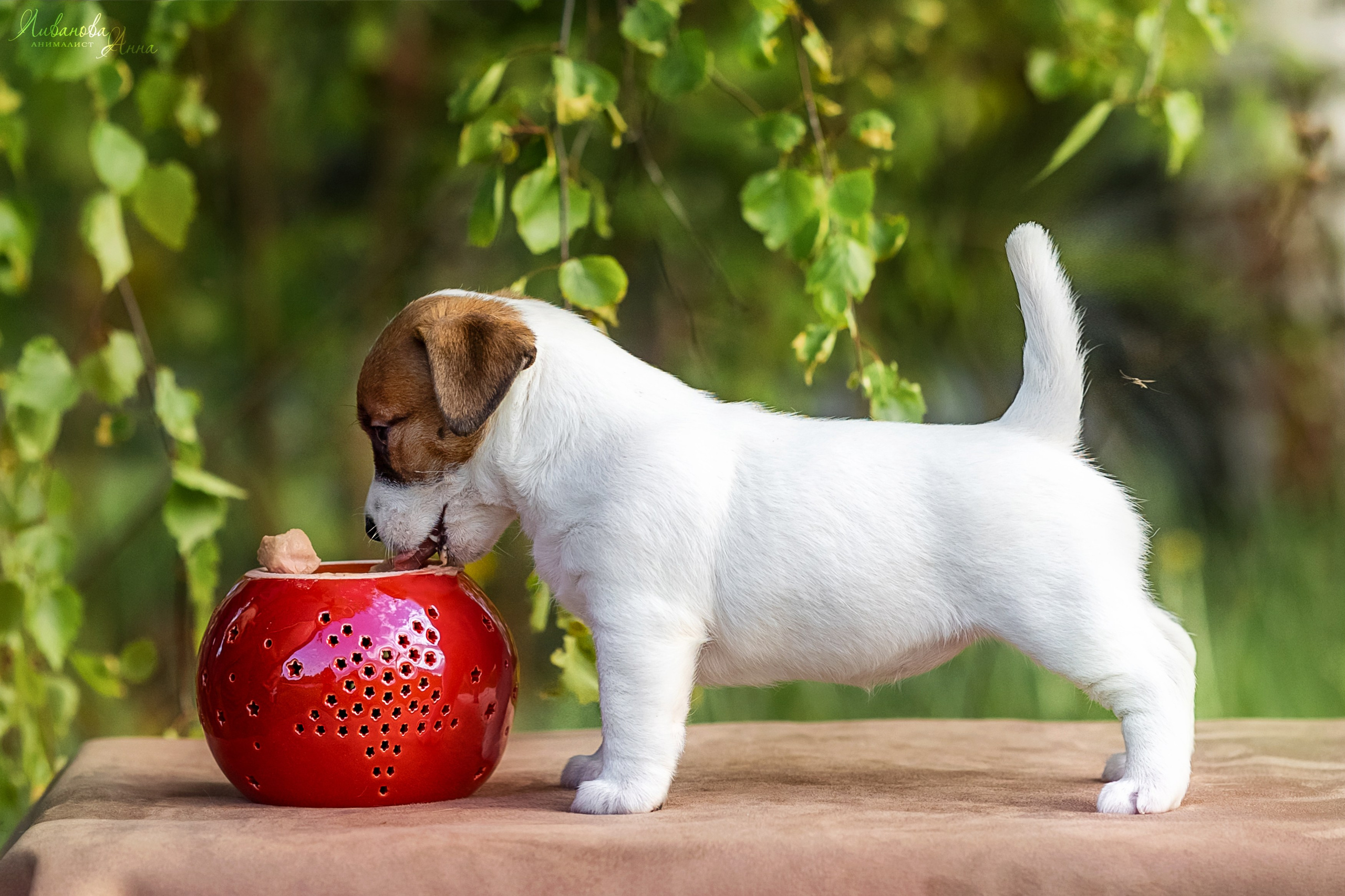 Джеки. Фотограф анималист Аня Ливанова | Рыбинск