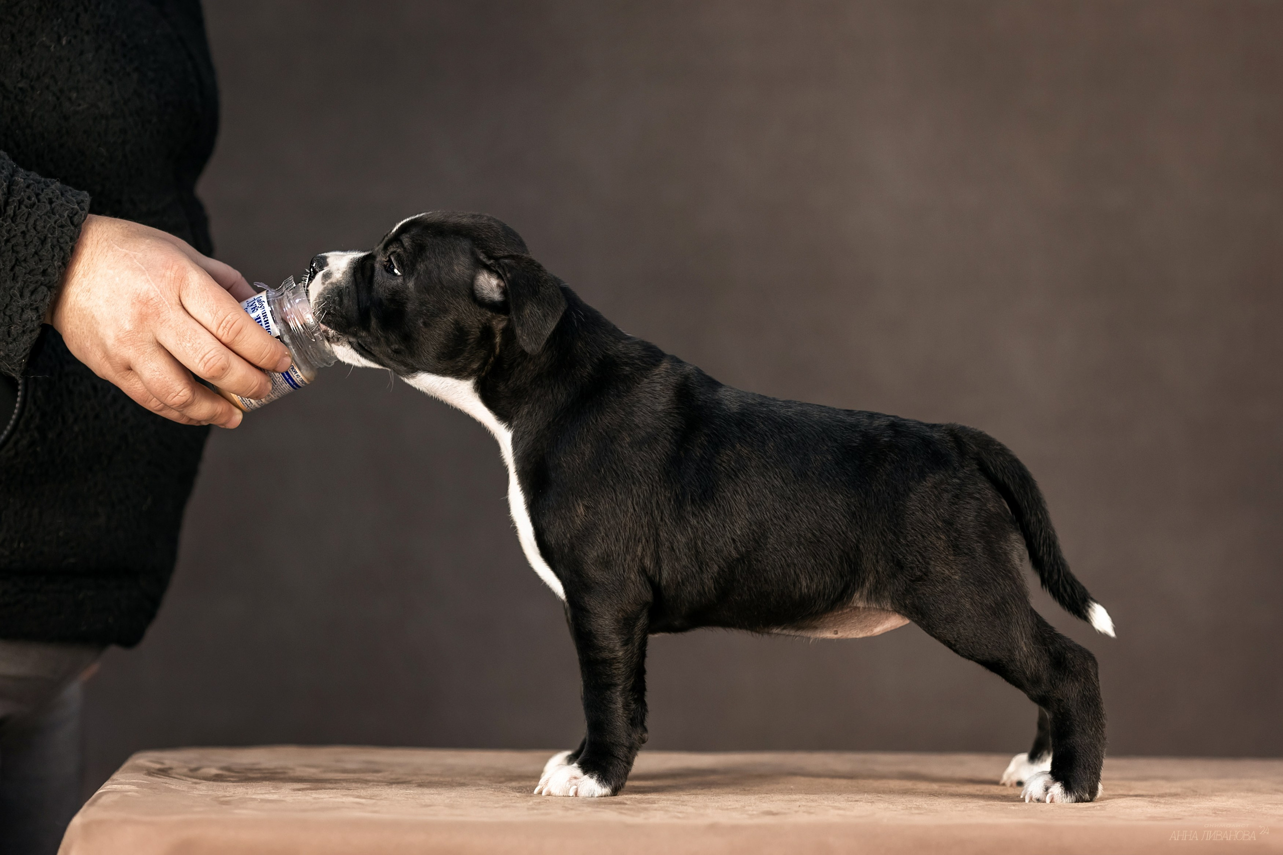 Стаффи. Фотограф анималист Аня Ливанова | Рыбинск