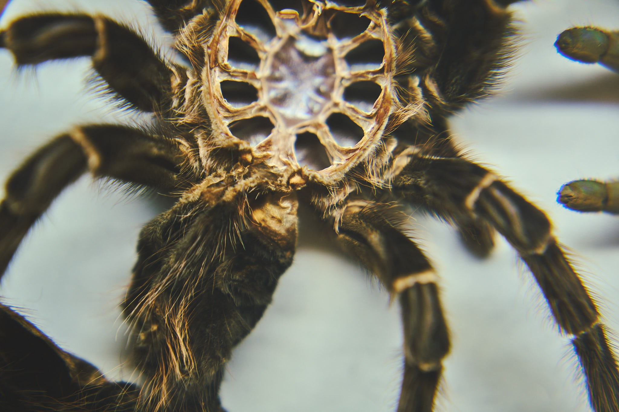 ZOO. ФОТОГРАФ ЕКАТЕРИНБУРГ