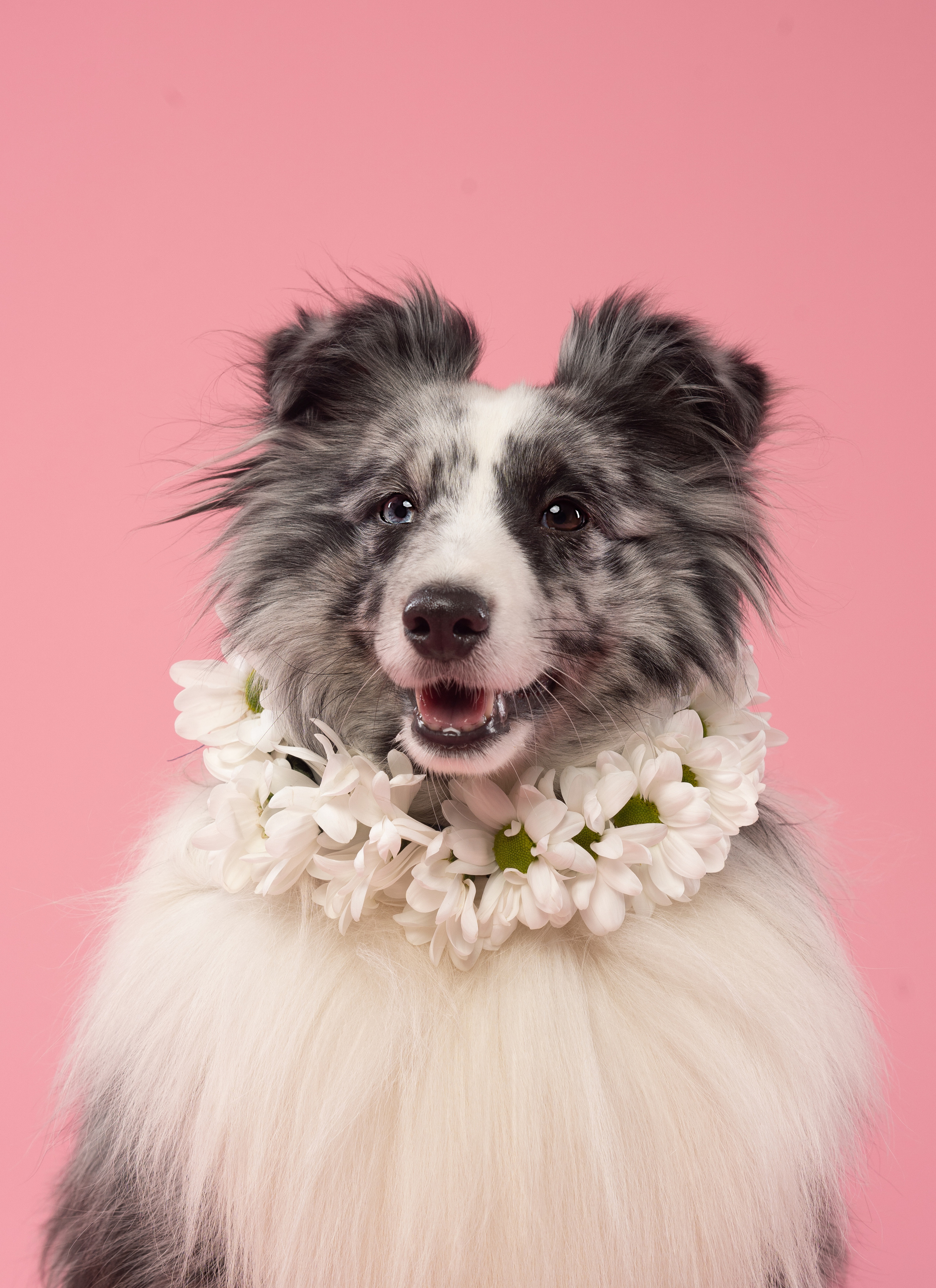 В студии. Фотограф анималист