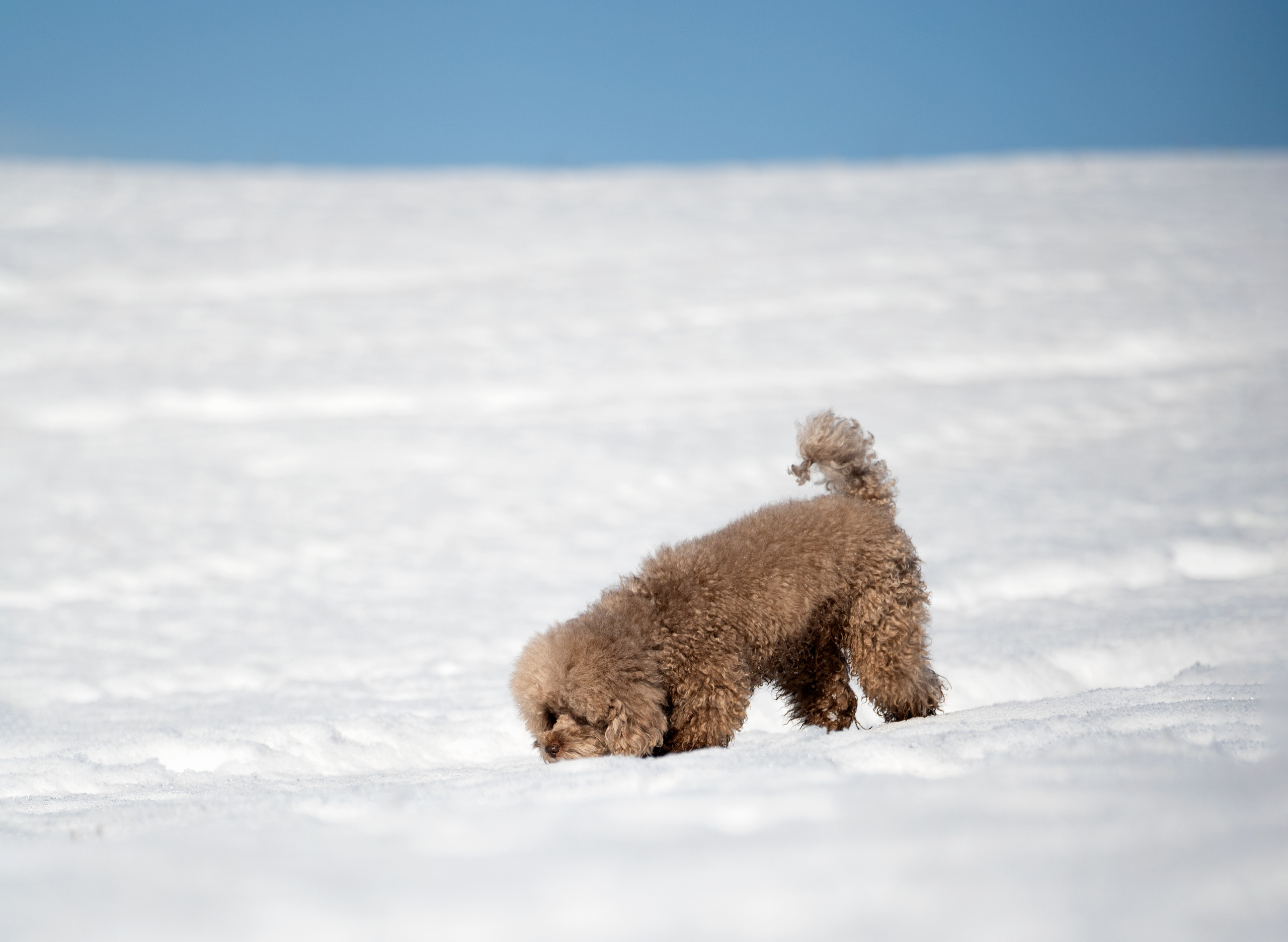 Миша Лева и Кристина. Фотограф анималист