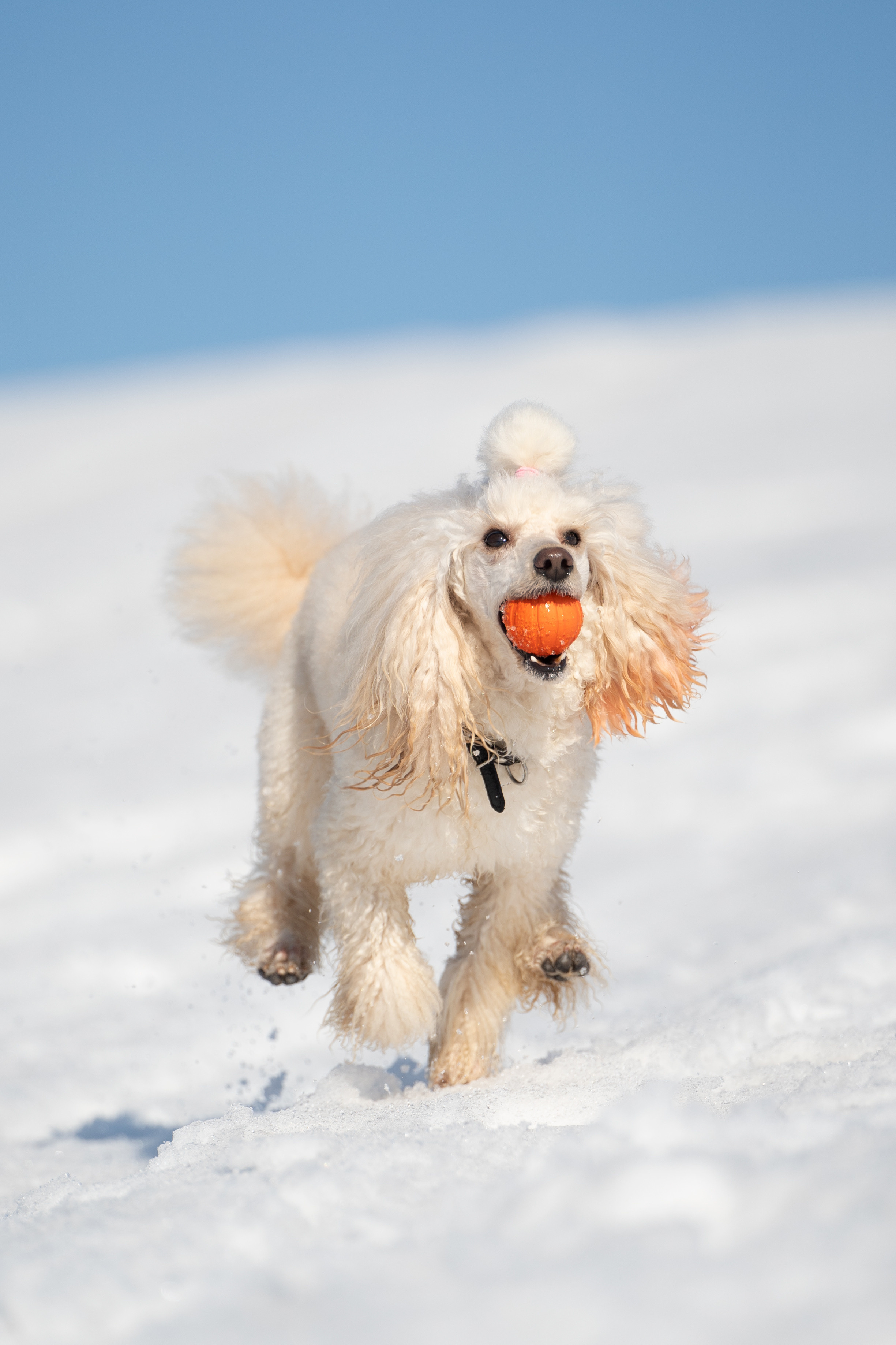Миша Лева и Кристина. Фотограф анималист