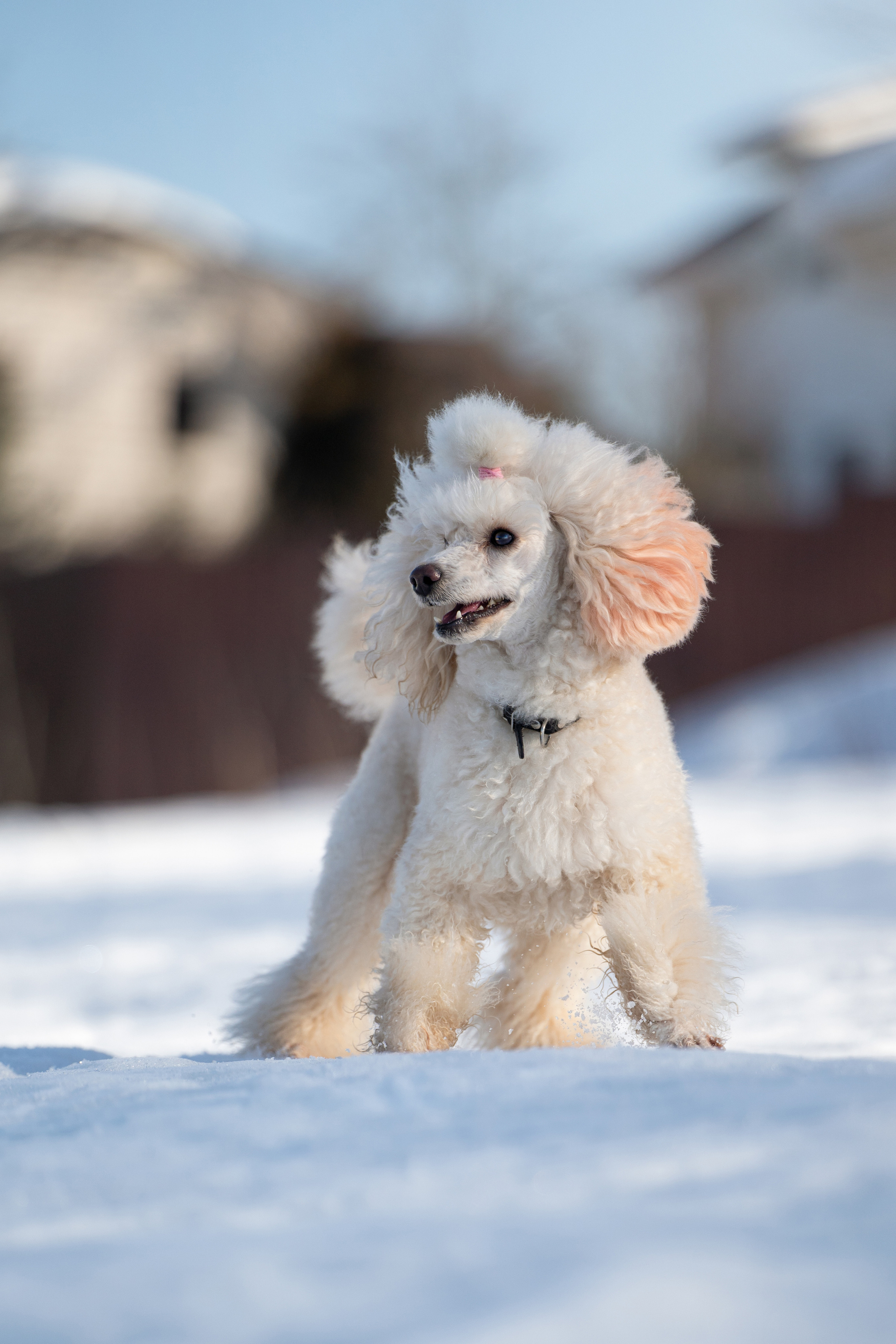 Миша Лева и Кристина. Фотограф анималист