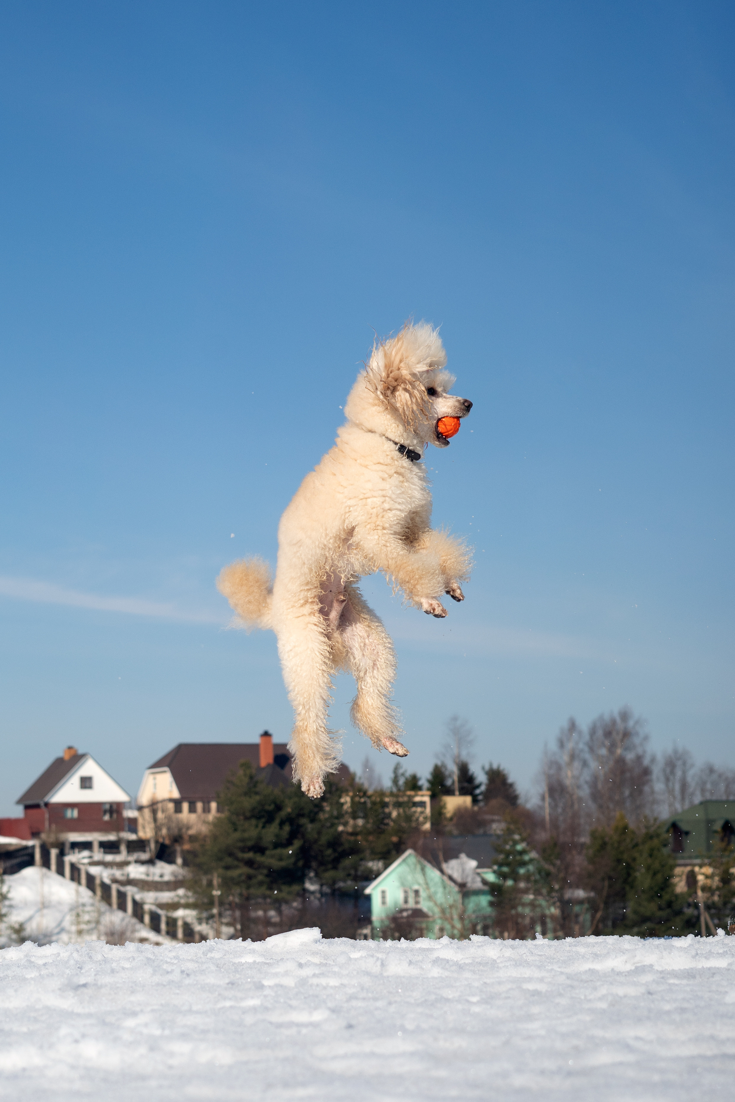 Миша Лева и Кристина. Фотограф анималист
