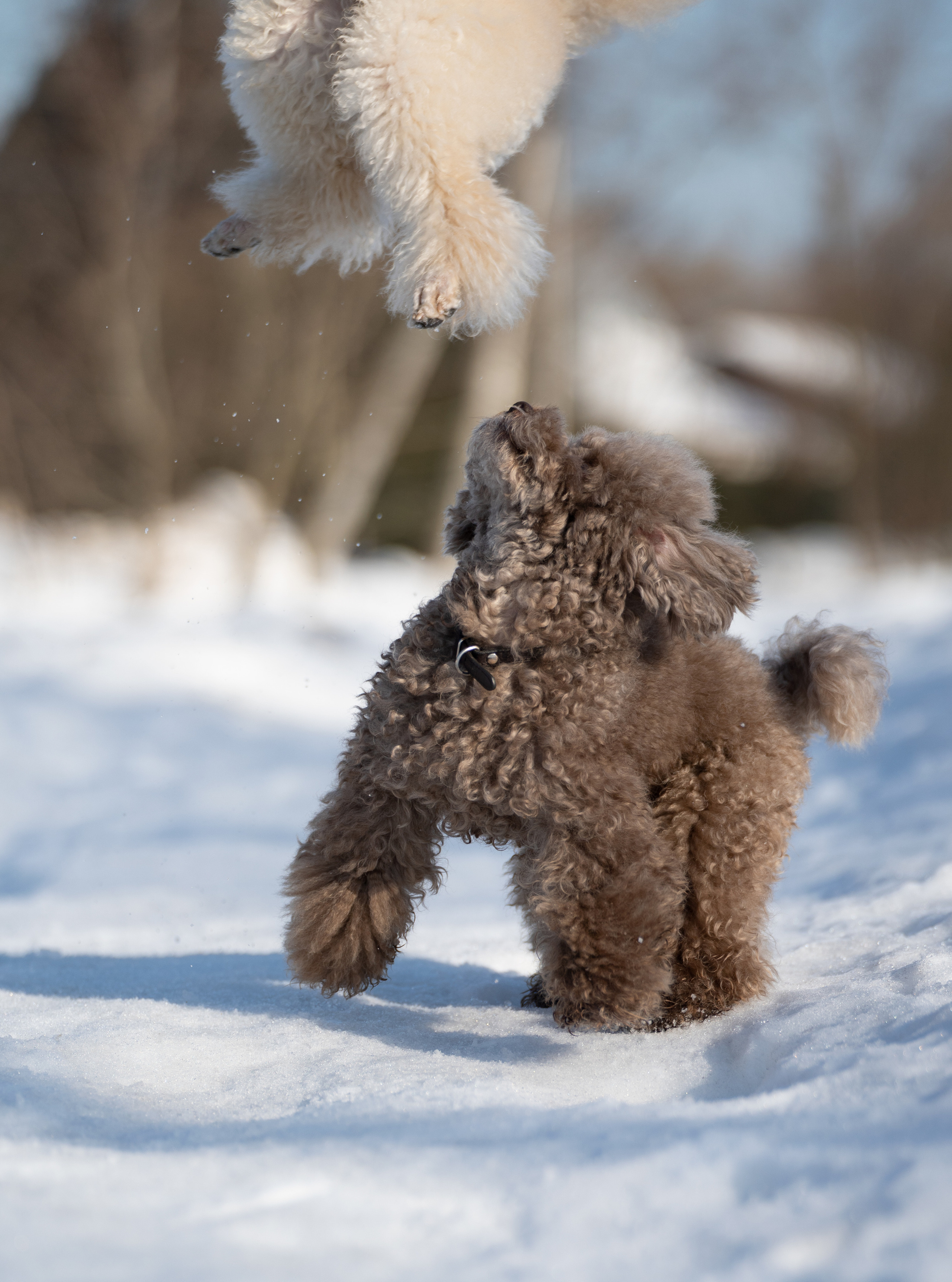 Миша Лева и Кристина. Фотограф анималист