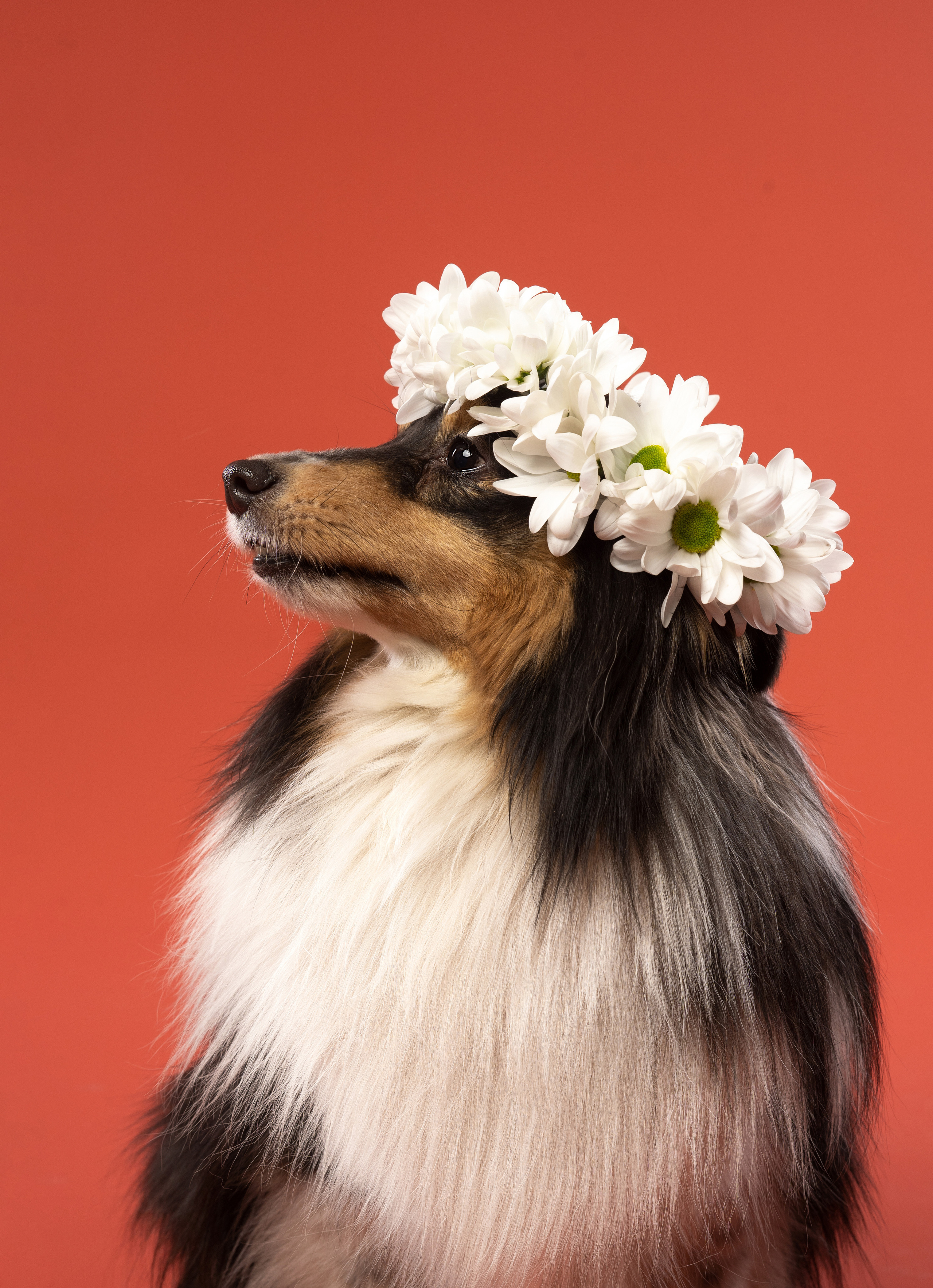 В студии. Фотограф анималист