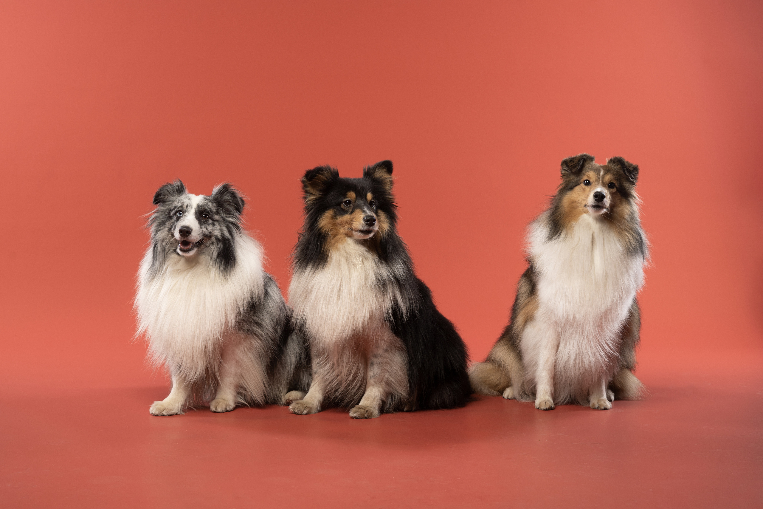 В студии. Фотограф анималист