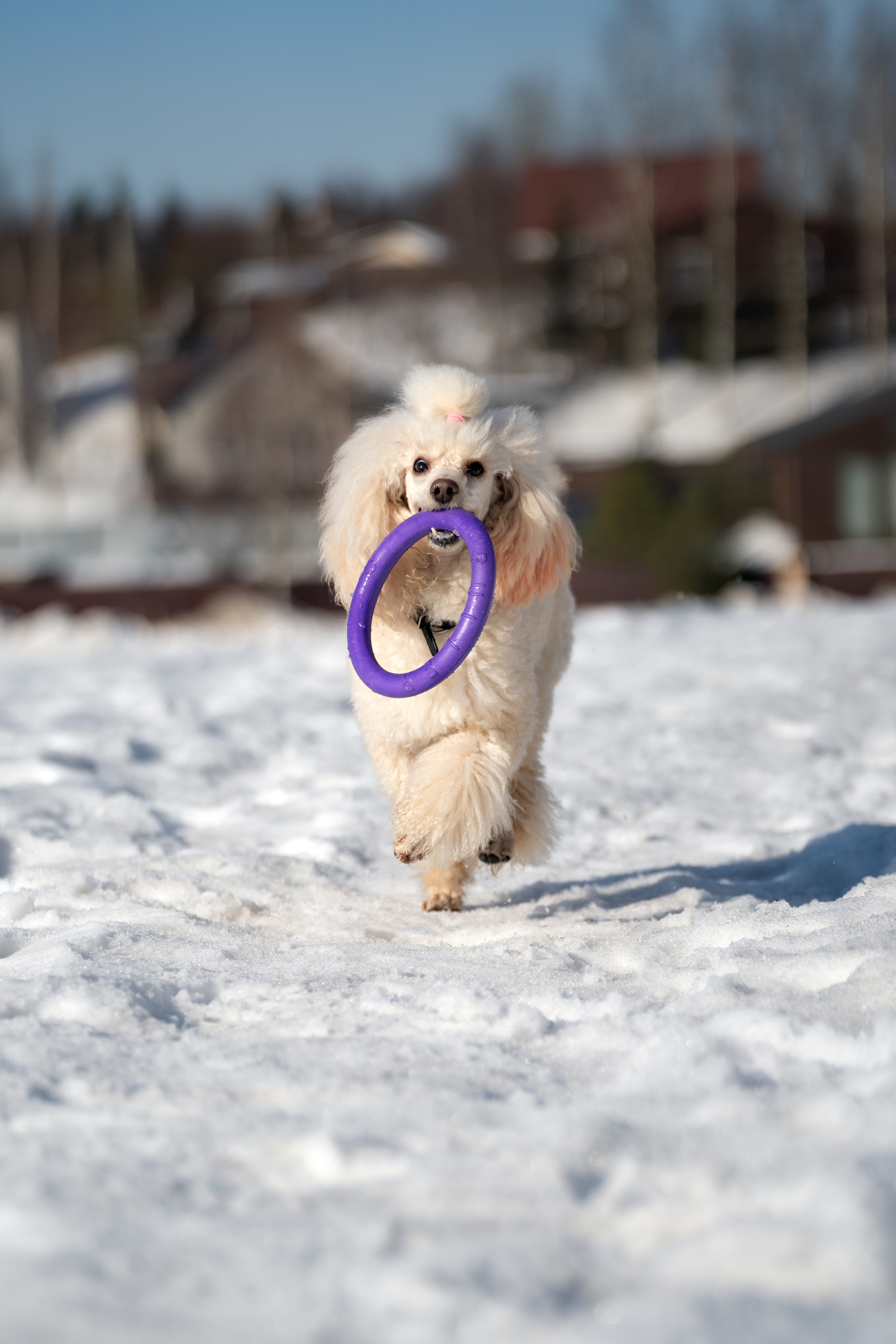Миша Лева и Кристина. Фотограф анималист