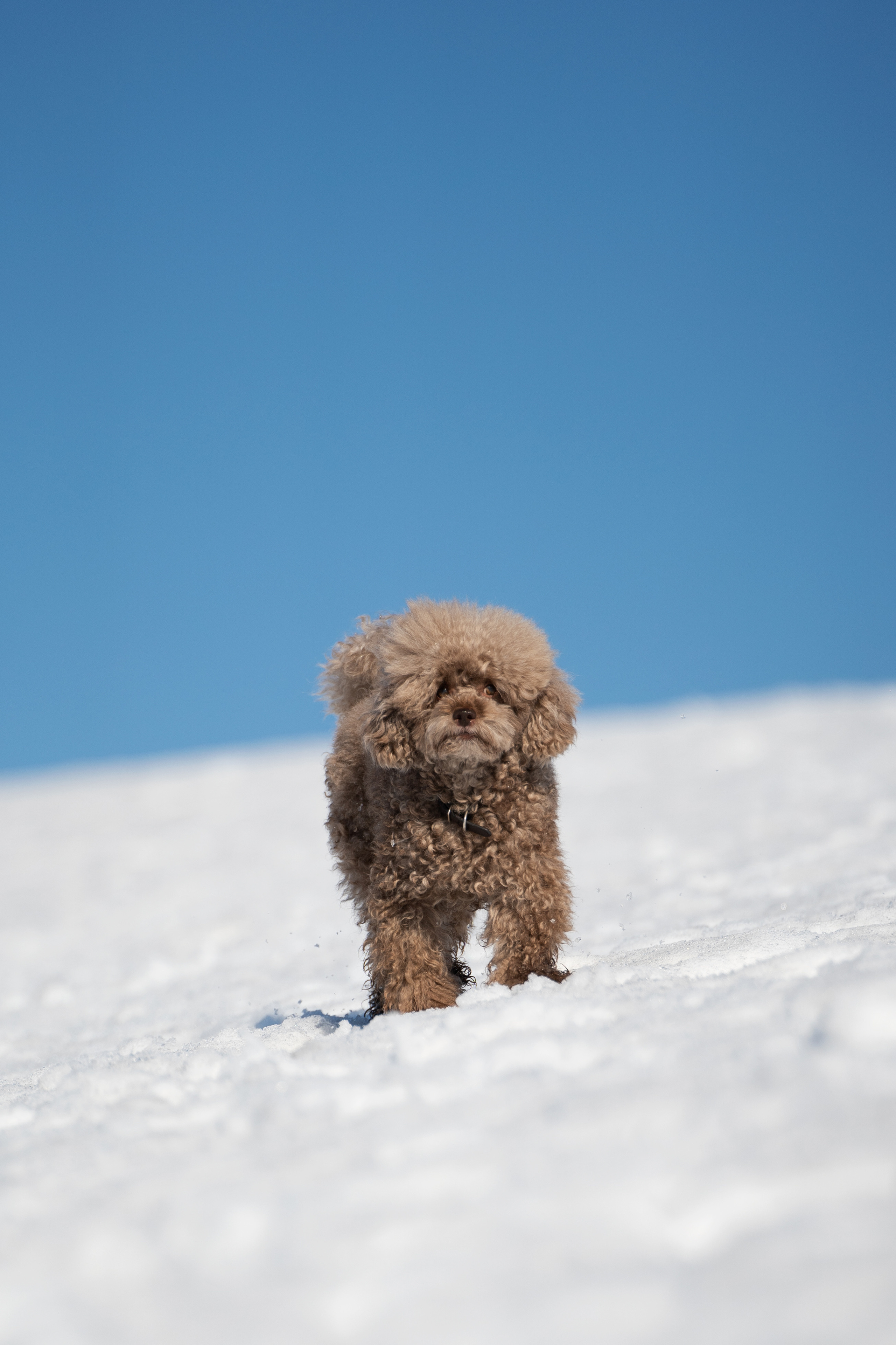 Миша Лева и Кристина. Фотограф анималист