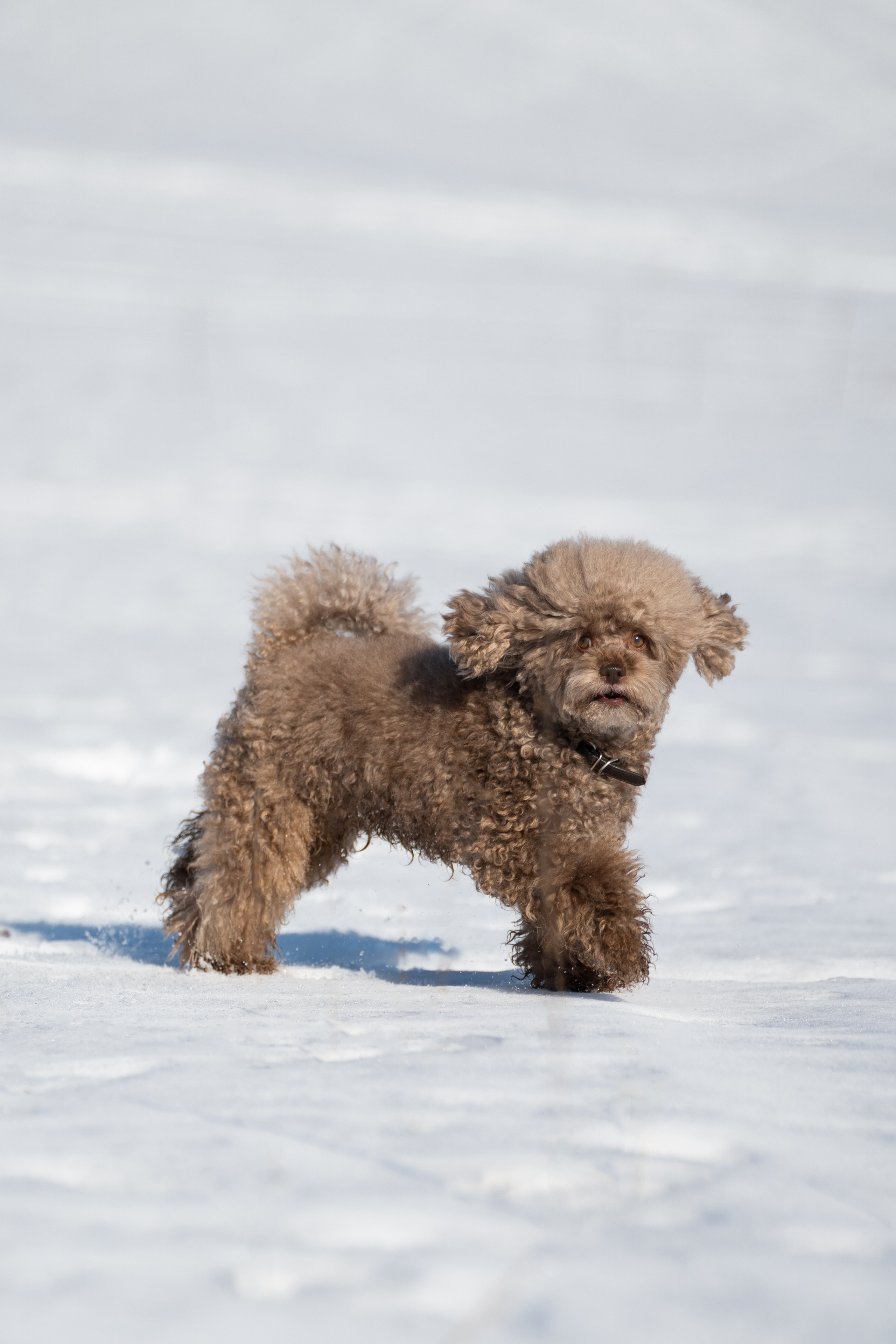 Миша Лева и Кристина. Фотограф анималист