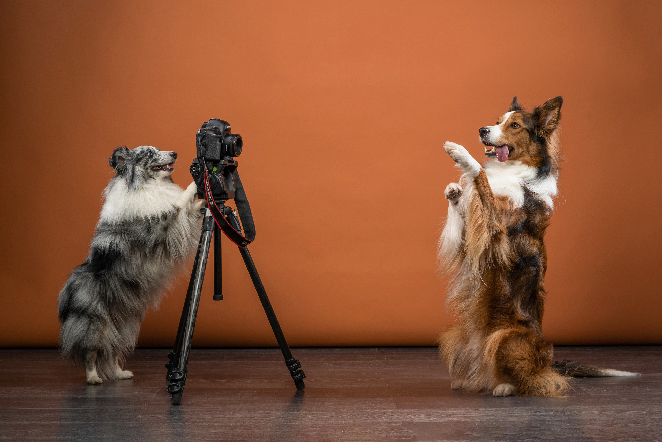 Фотограф анималист