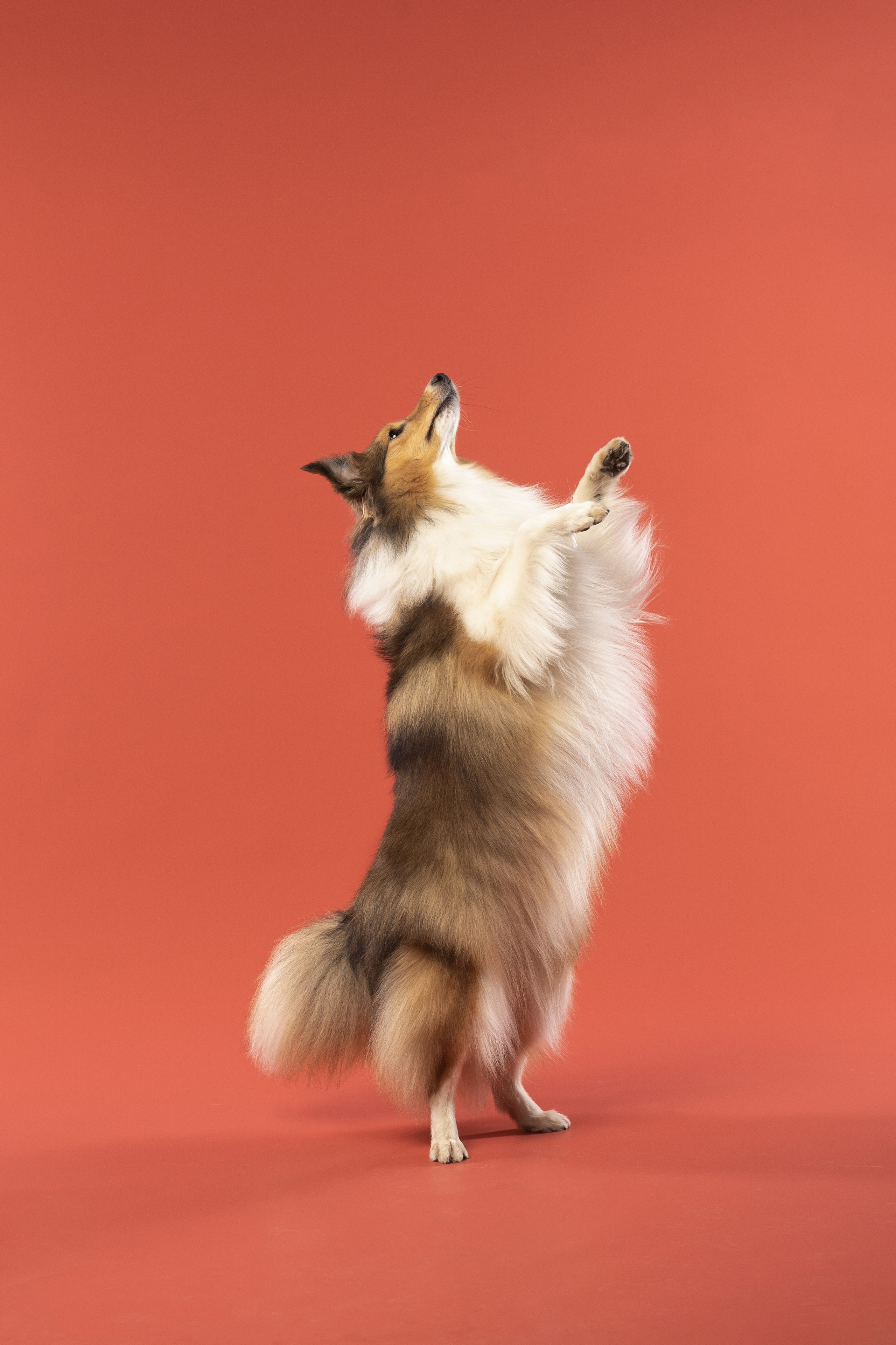 В студии. Фотограф анималист