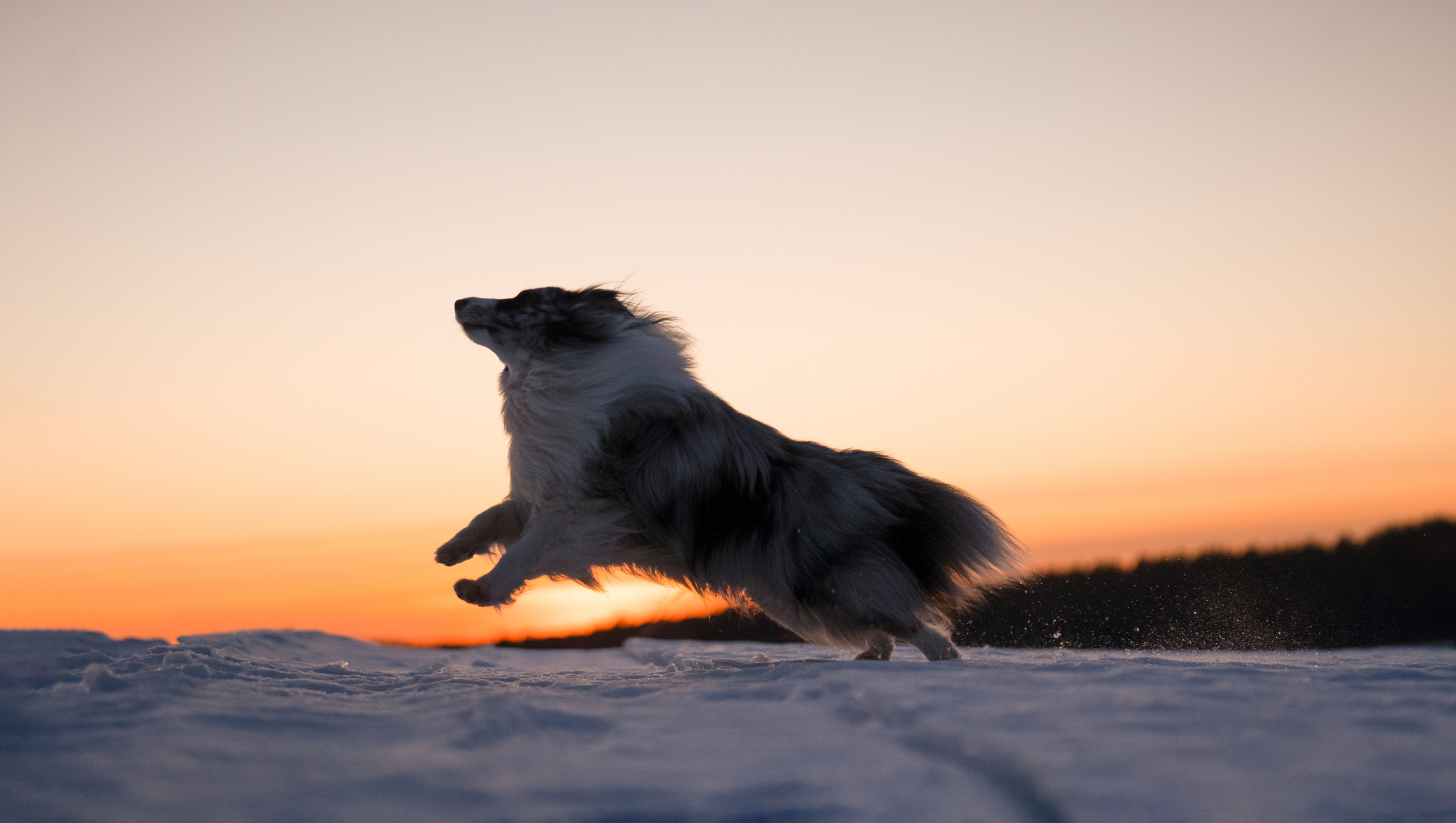 Фотограф анималист