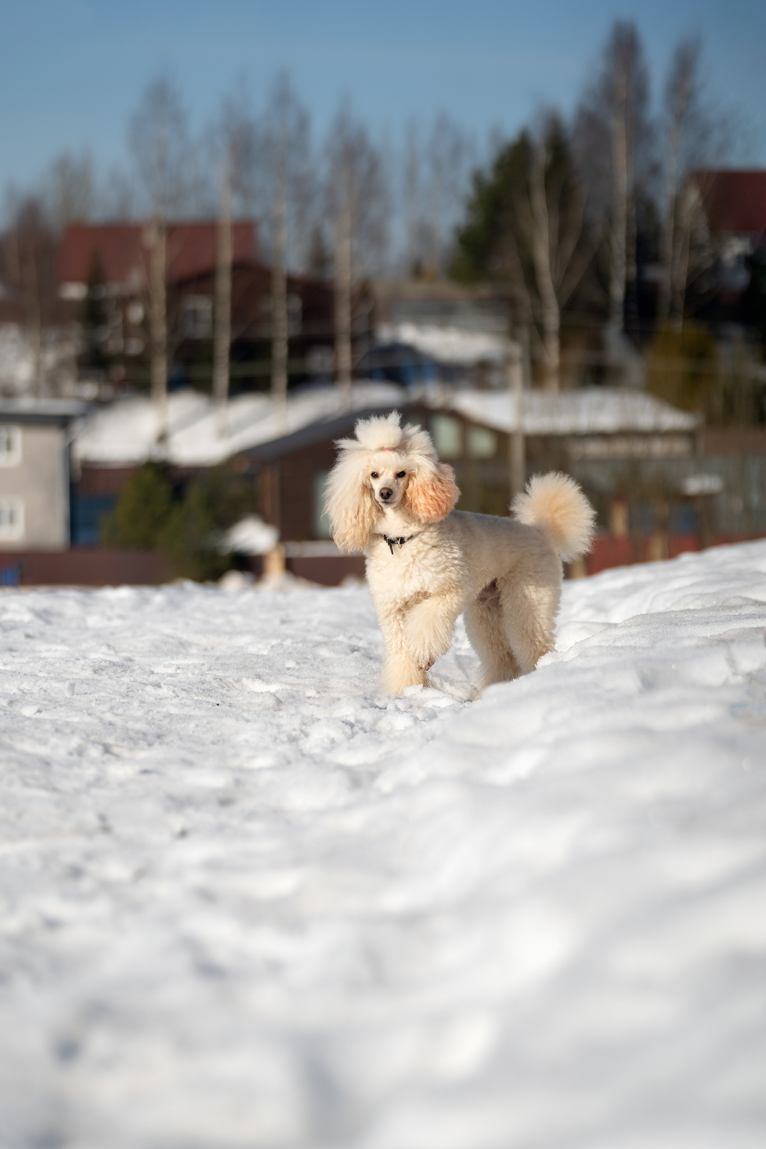 Миша Лева и Кристина. Фотограф анималист