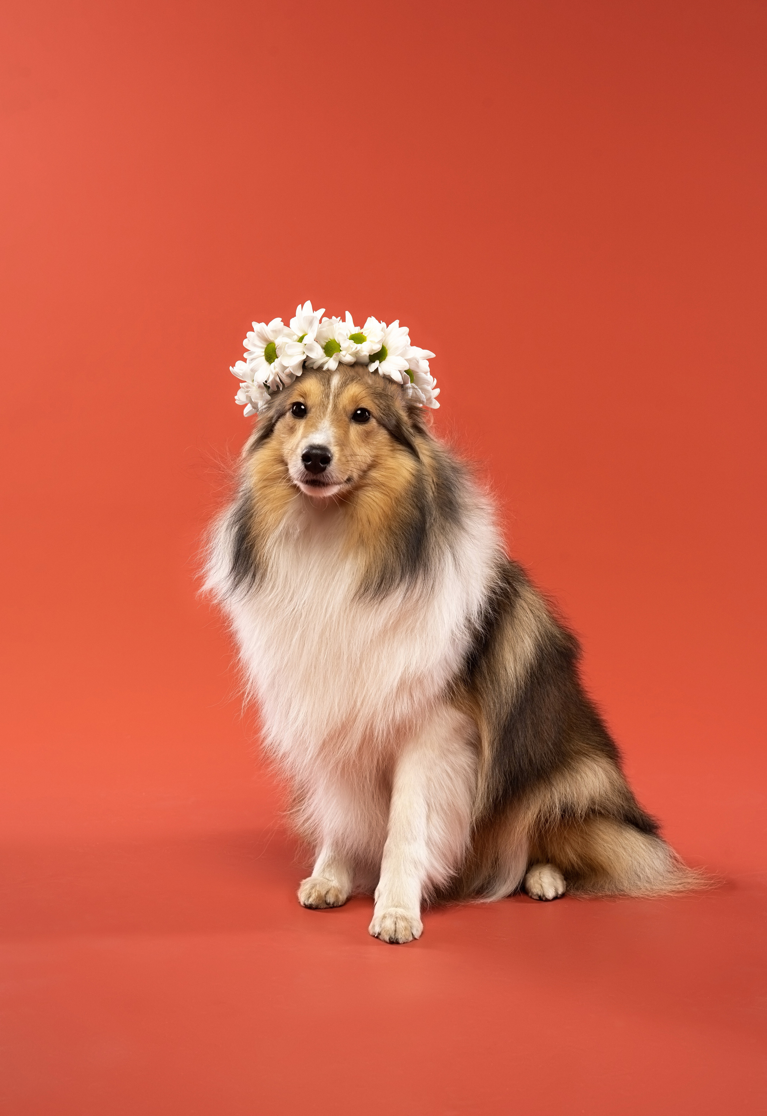 В студии. Фотограф анималист