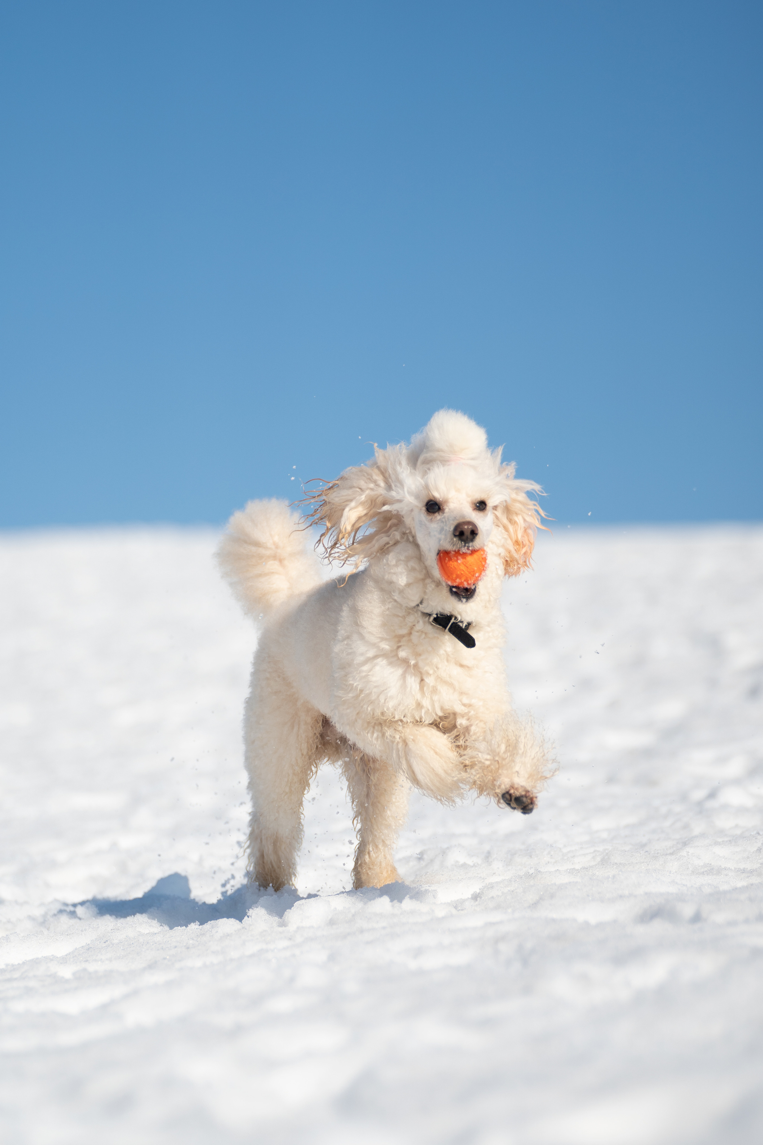 Миша Лева и Кристина. Фотограф анималист