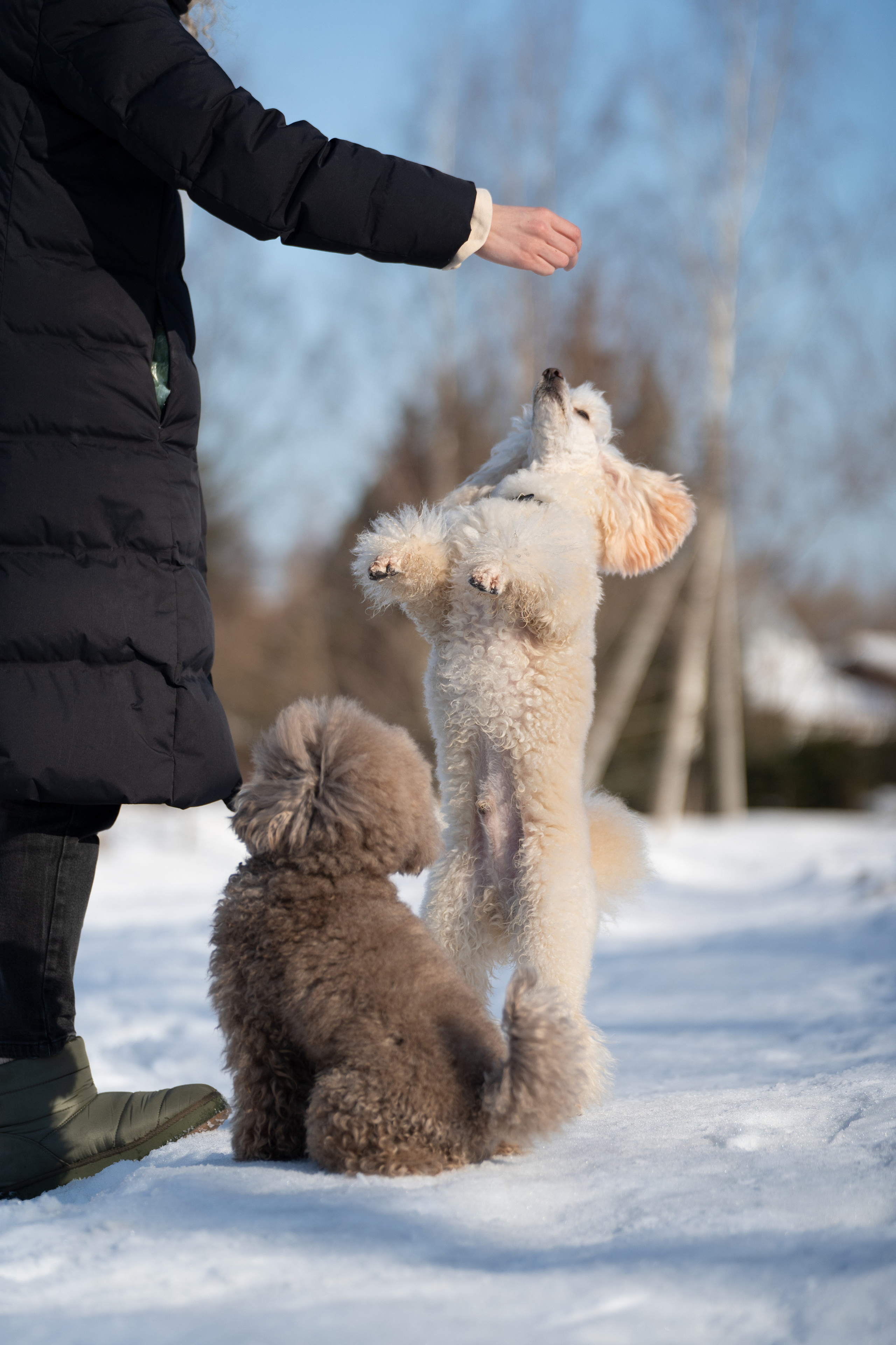 Миша Лева и Кристина. Фотограф анималист