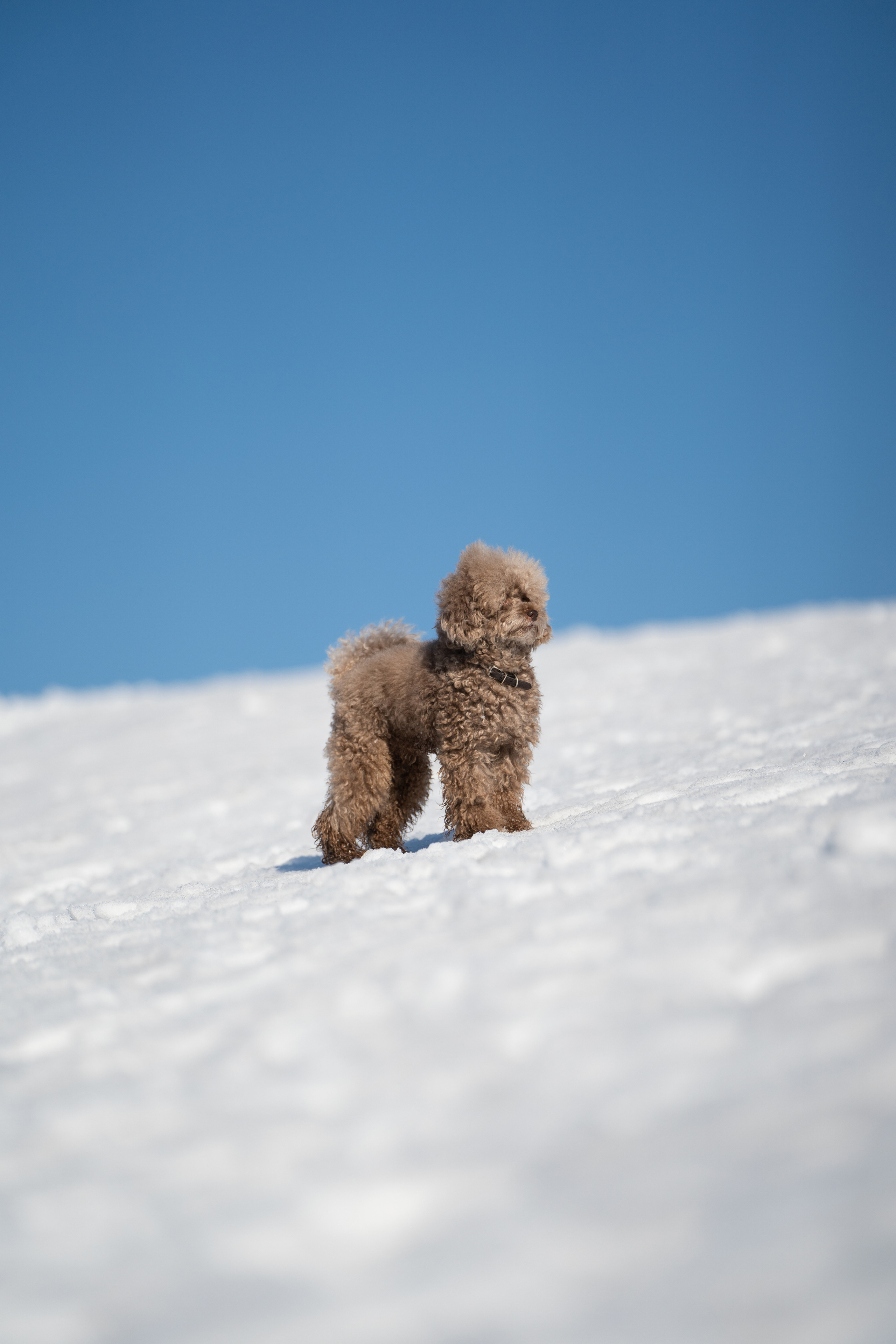 Миша Лева и Кристина. Фотограф анималист