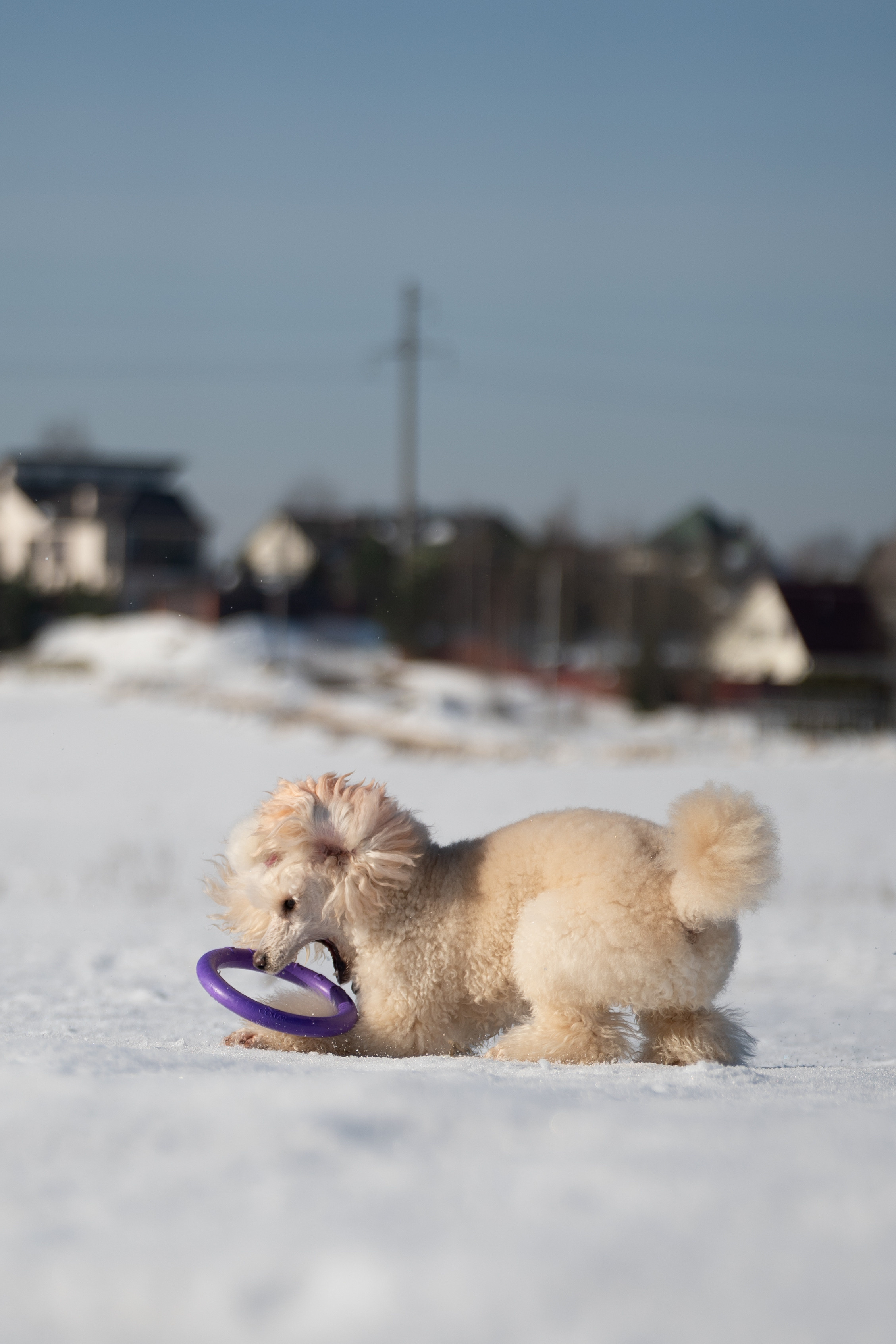 Миша Лева и Кристина. Фотограф анималист