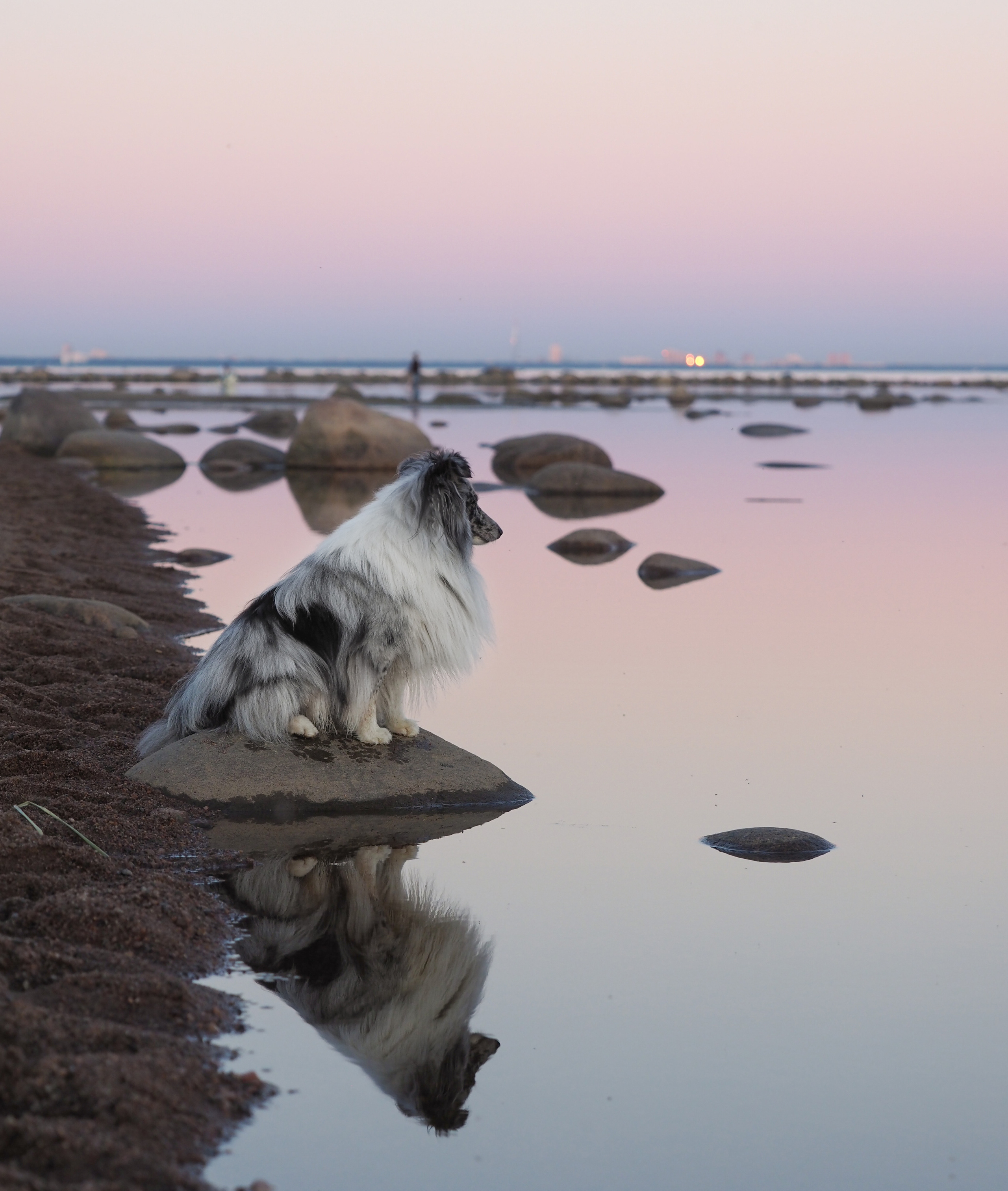Фотограф анималист