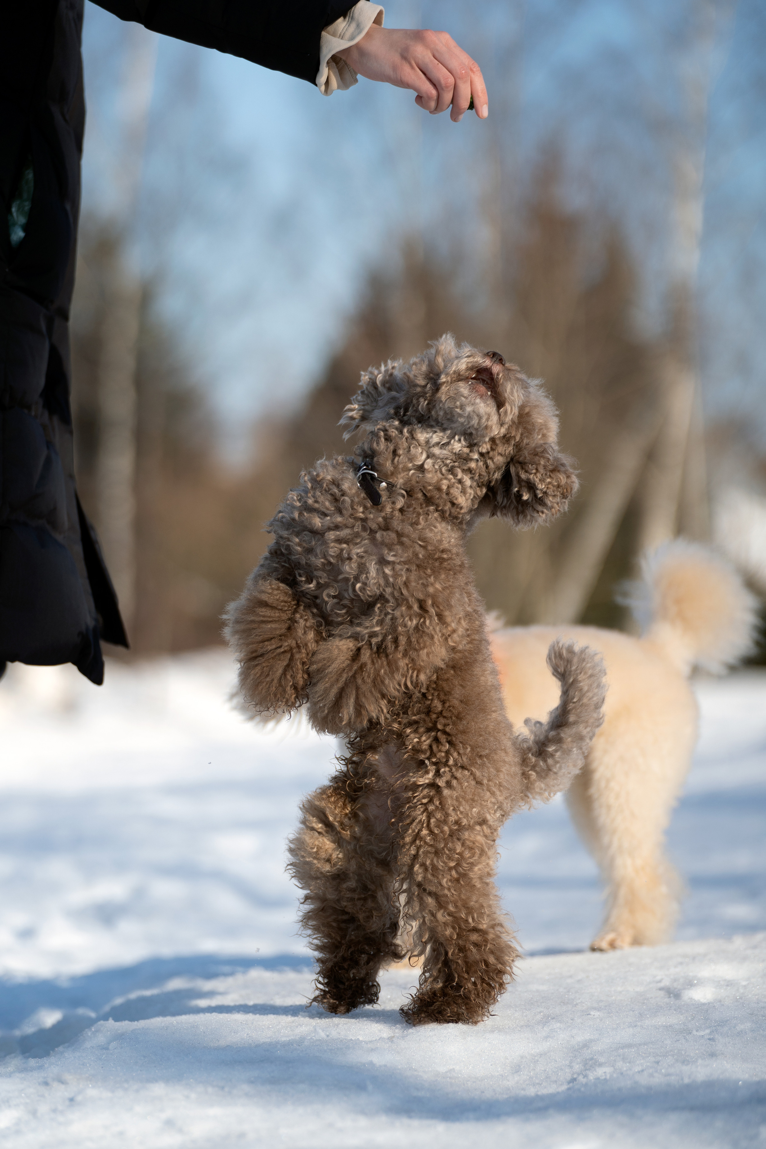 Миша Лева и Кристина. Фотограф анималист