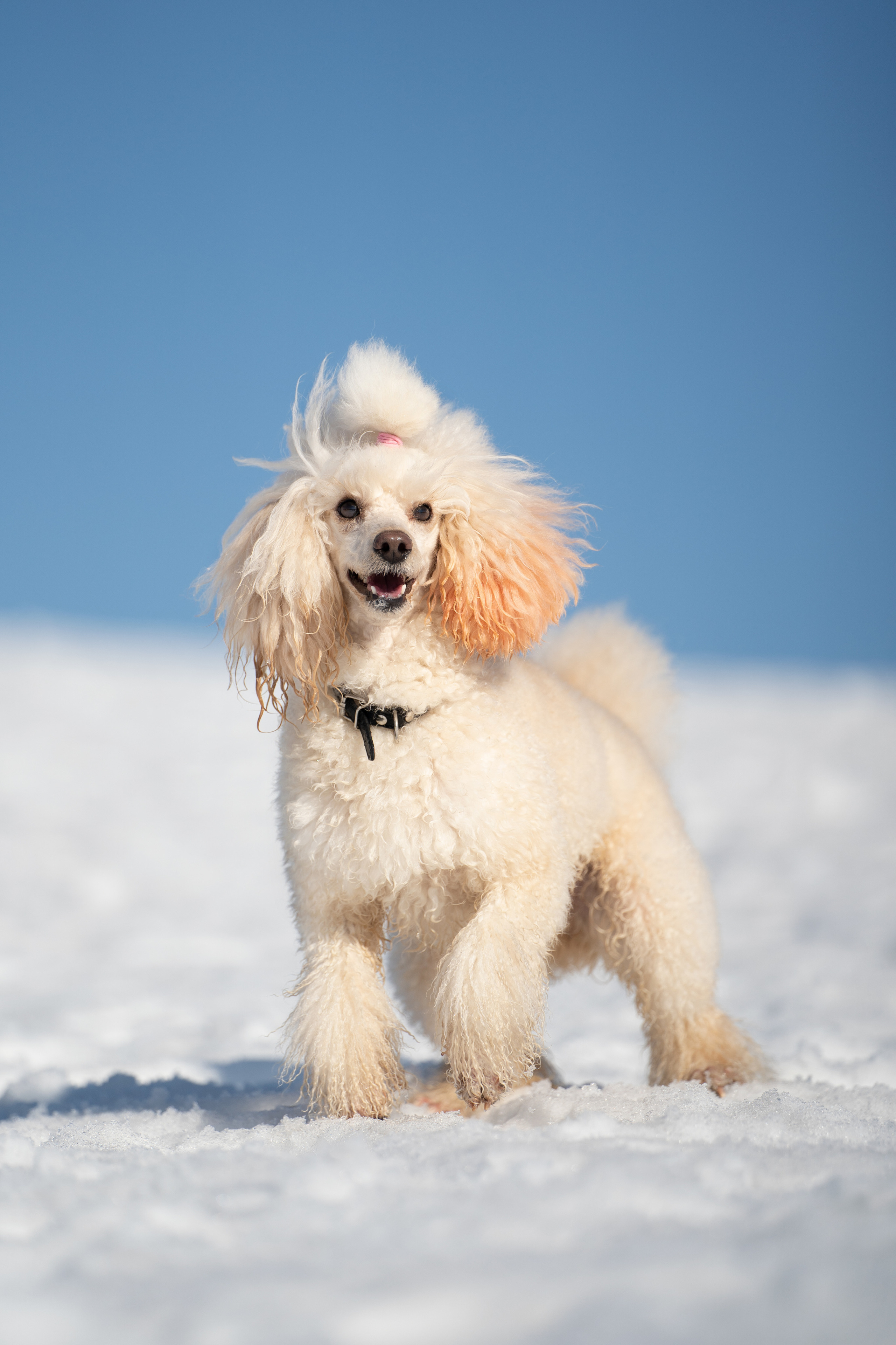 Миша Лева и Кристина. Фотограф анималист
