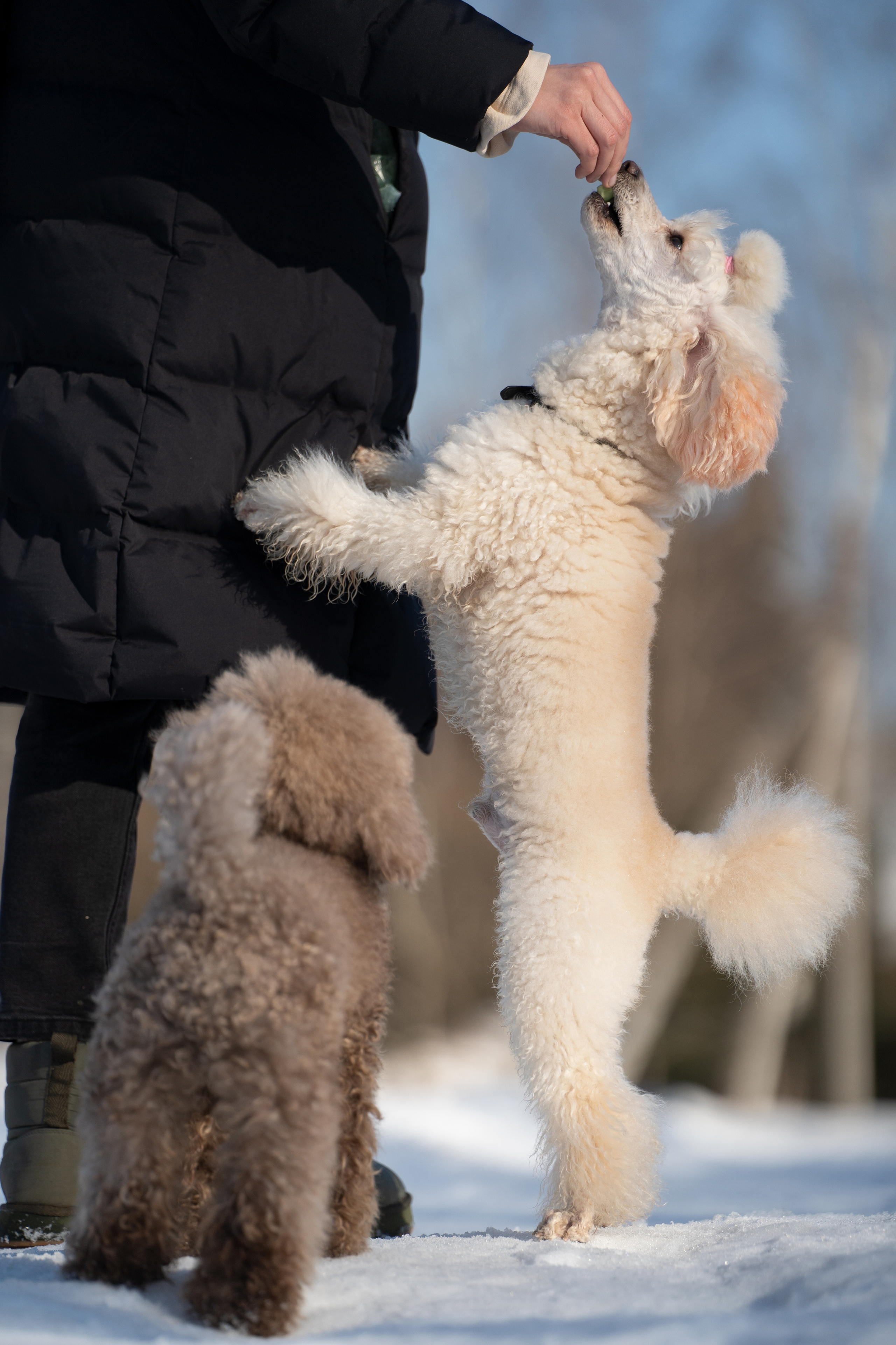 Миша Лева и Кристина. Фотограф анималист