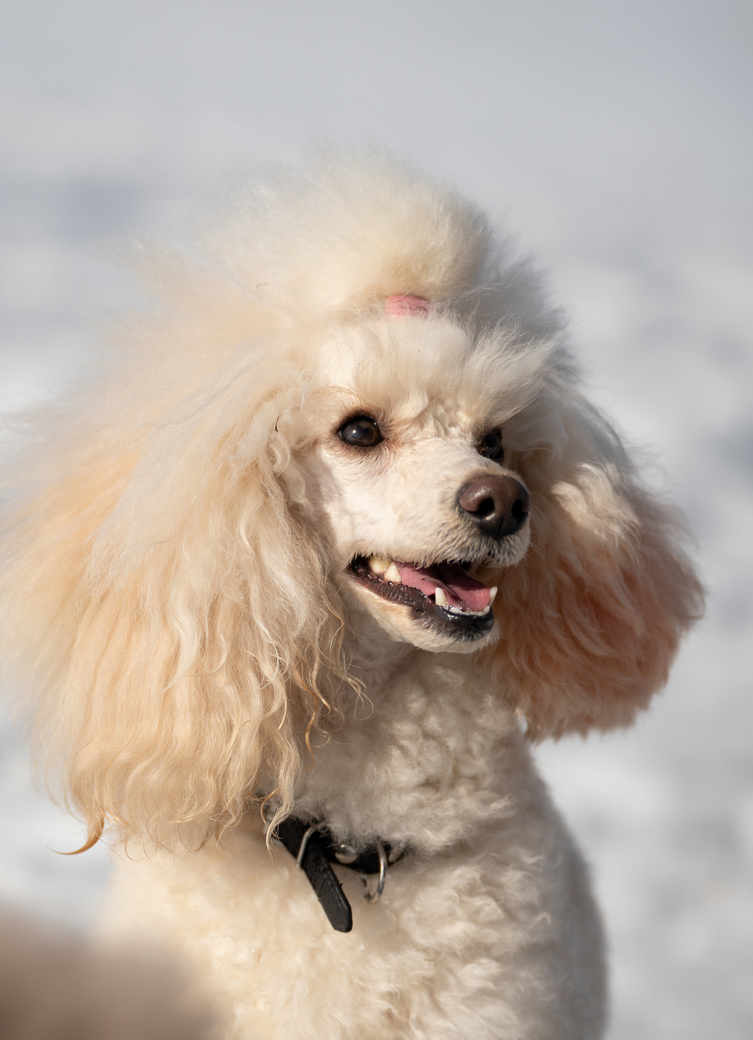 Миша Лева и Кристина. Фотограф анималист