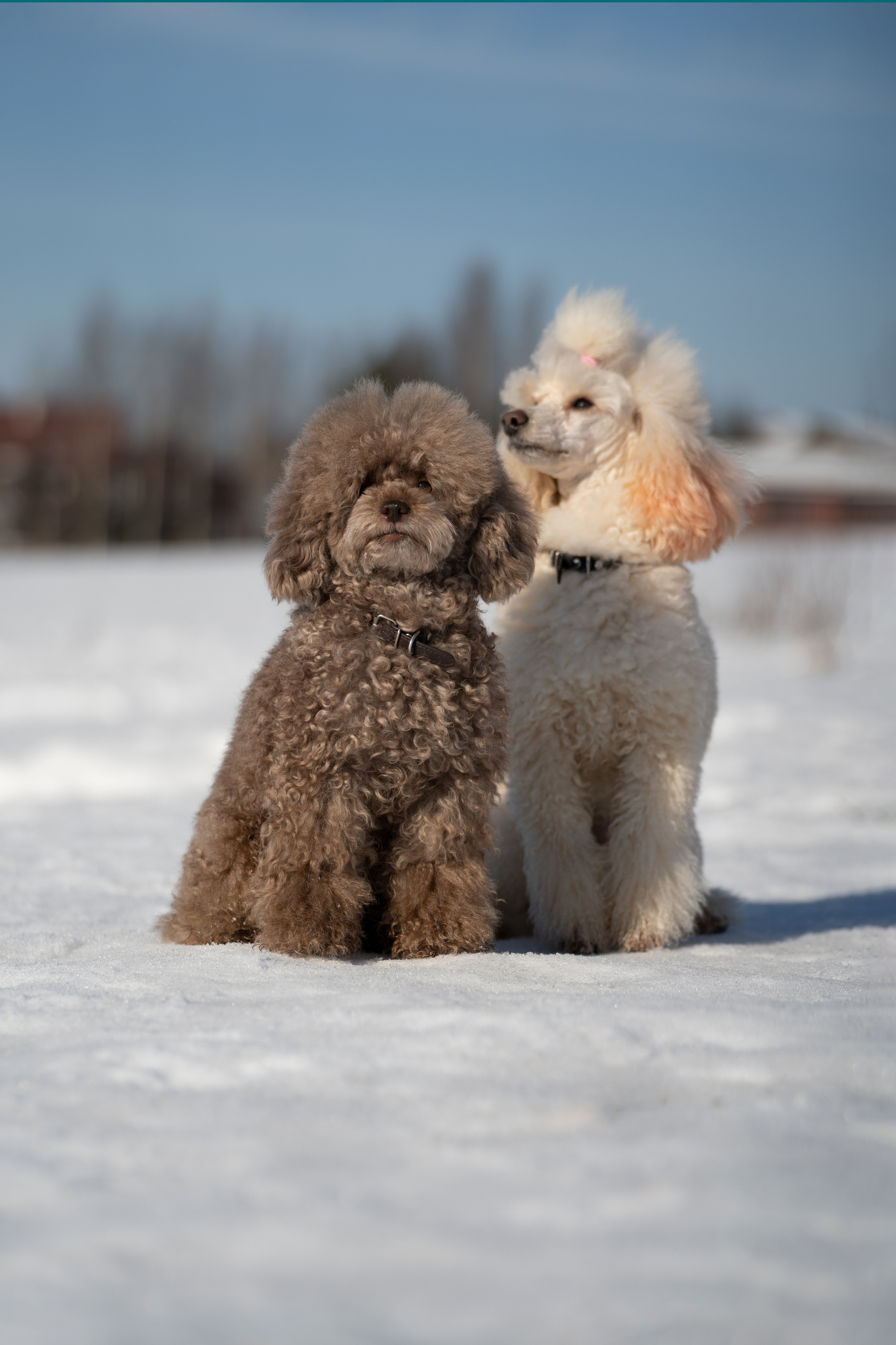 Миша Лева и Кристина. Фотограф анималист