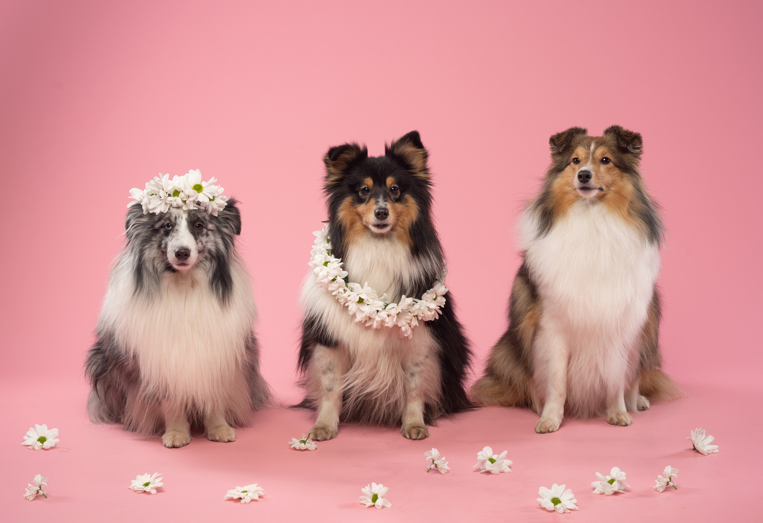 В студии. Фотограф анималист