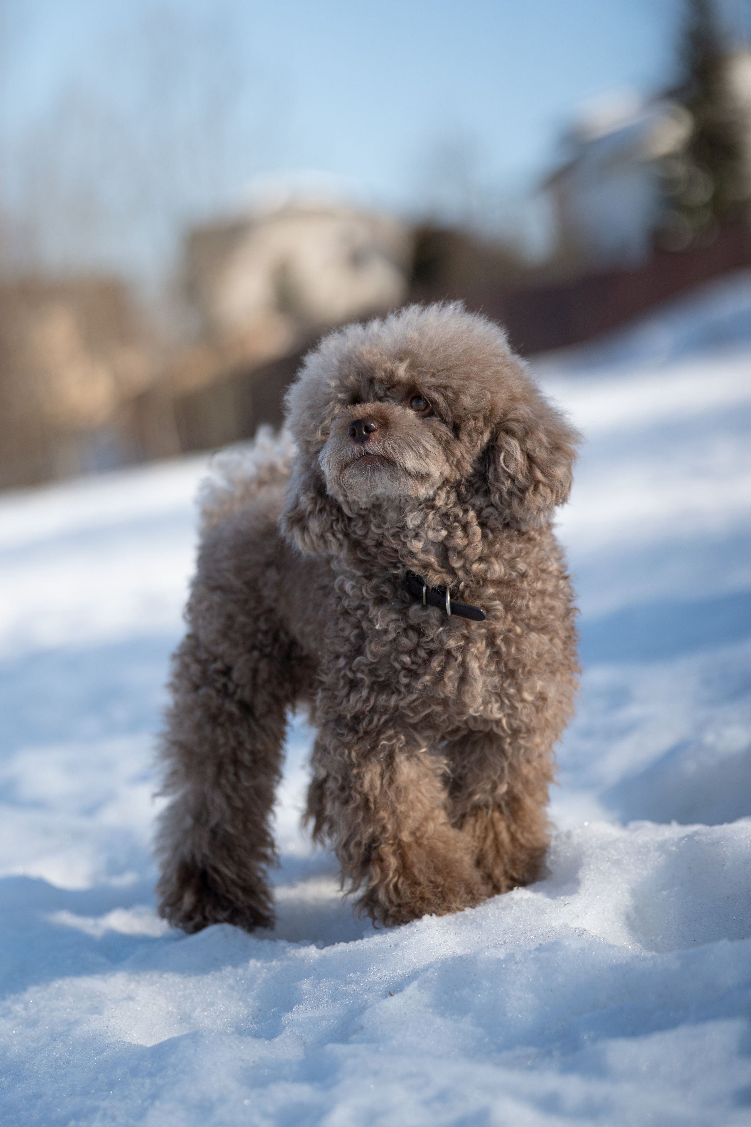 Миша Лева и Кристина. Фотограф анималист
