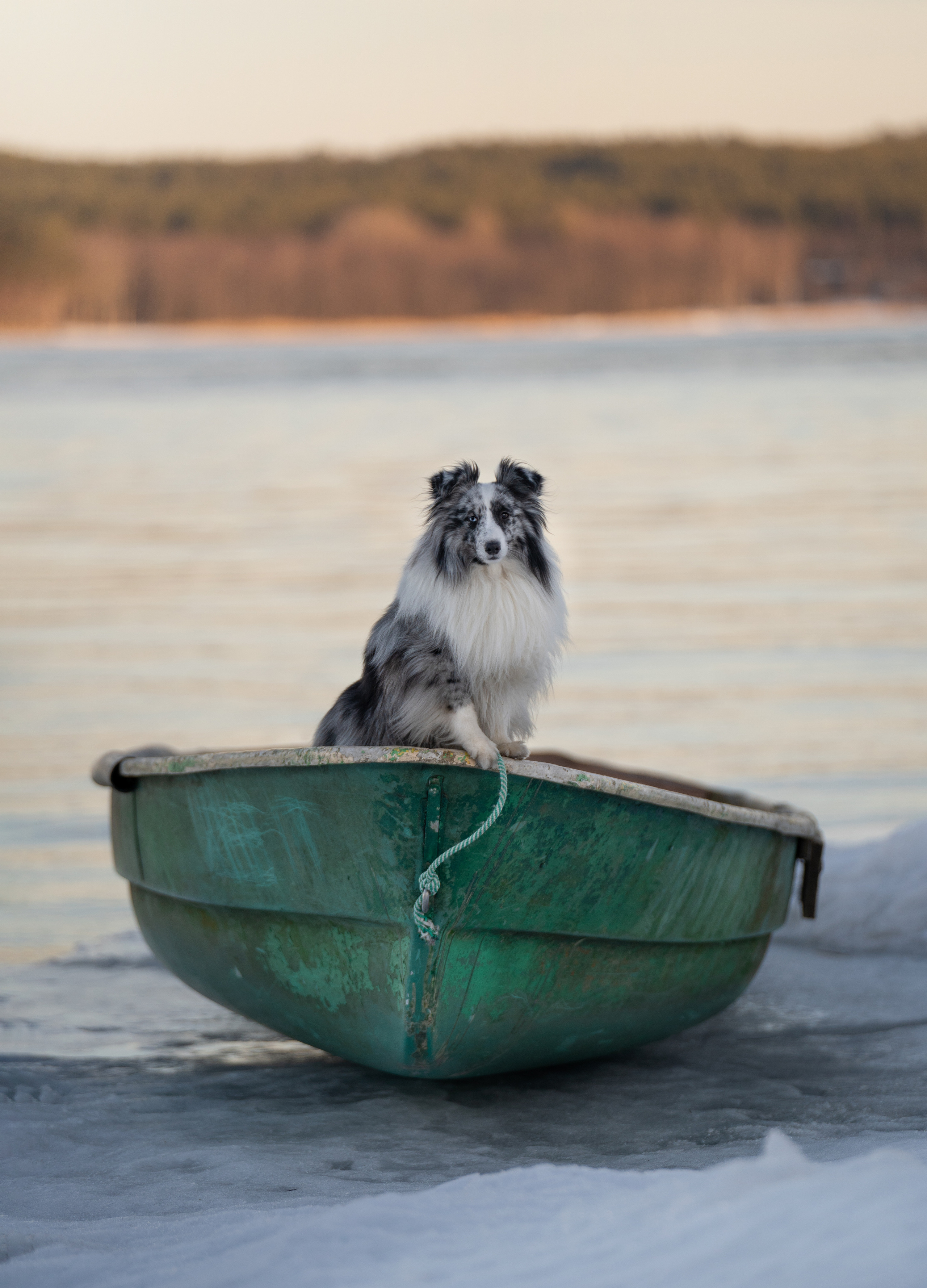 Фотограф анималист