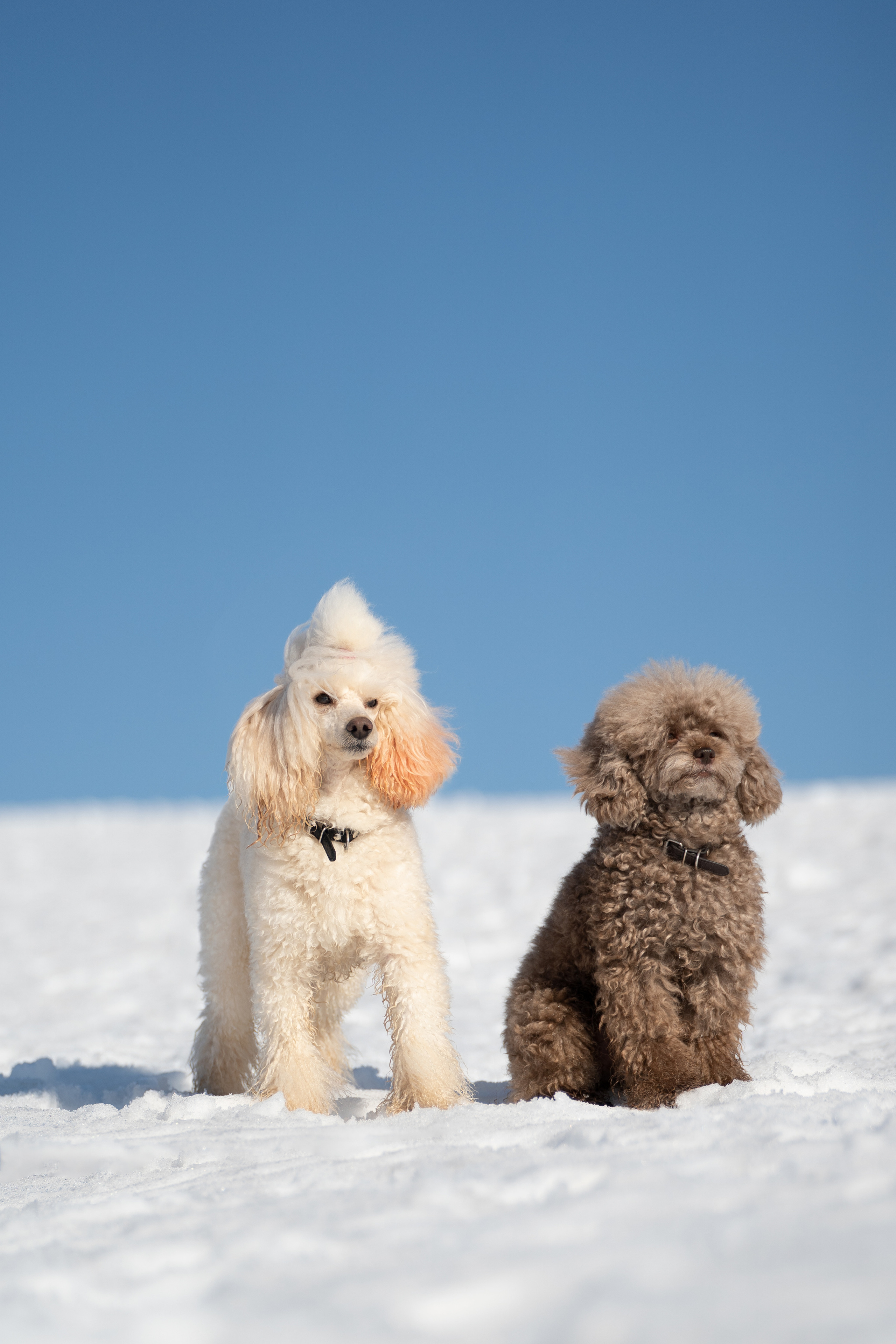 Миша Лева и Кристина. Фотограф анималист