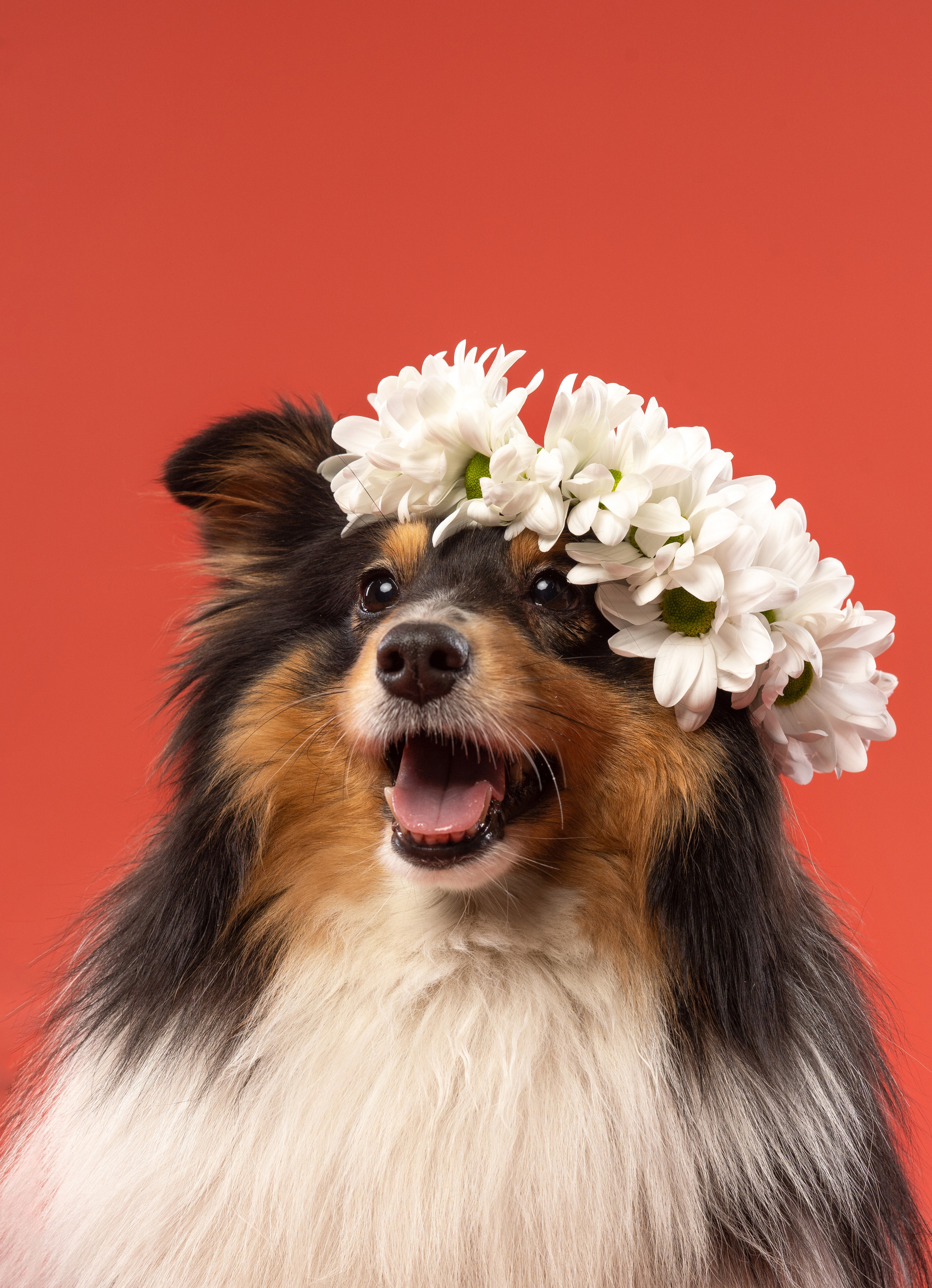 В студии. Фотограф анималист